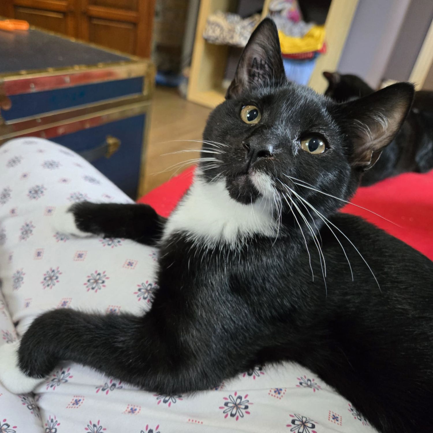 Black and white cat stretches out on floral patterned bedding.