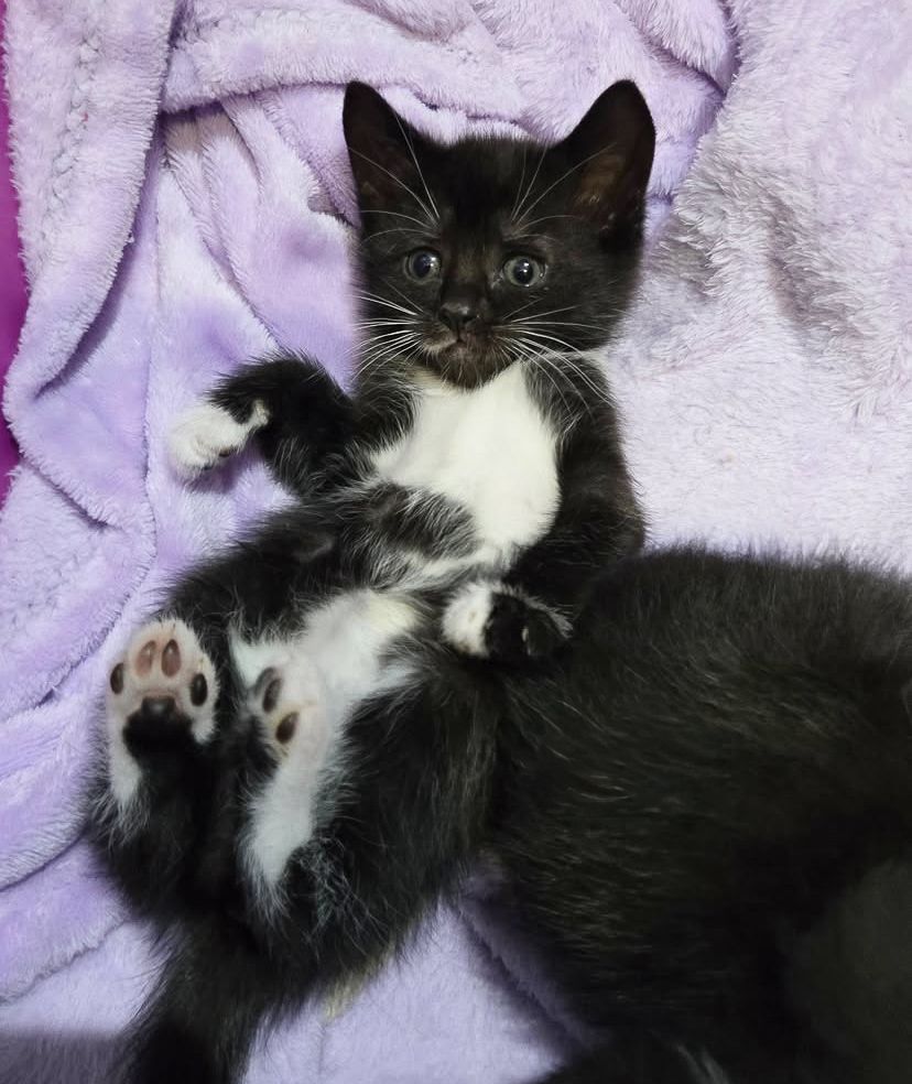 Black and white cat stretches out comfortably on purple blanket showing its belly.
