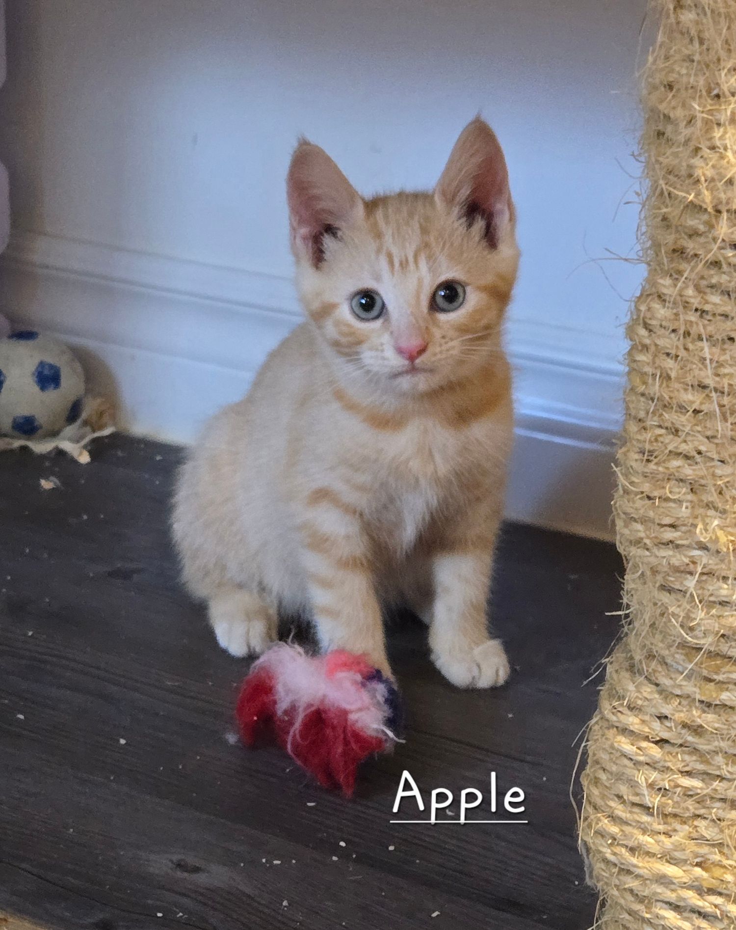 Orange tabby kitten named Apple sitting on wood floor next to a rope scratching post with a red feather toy.