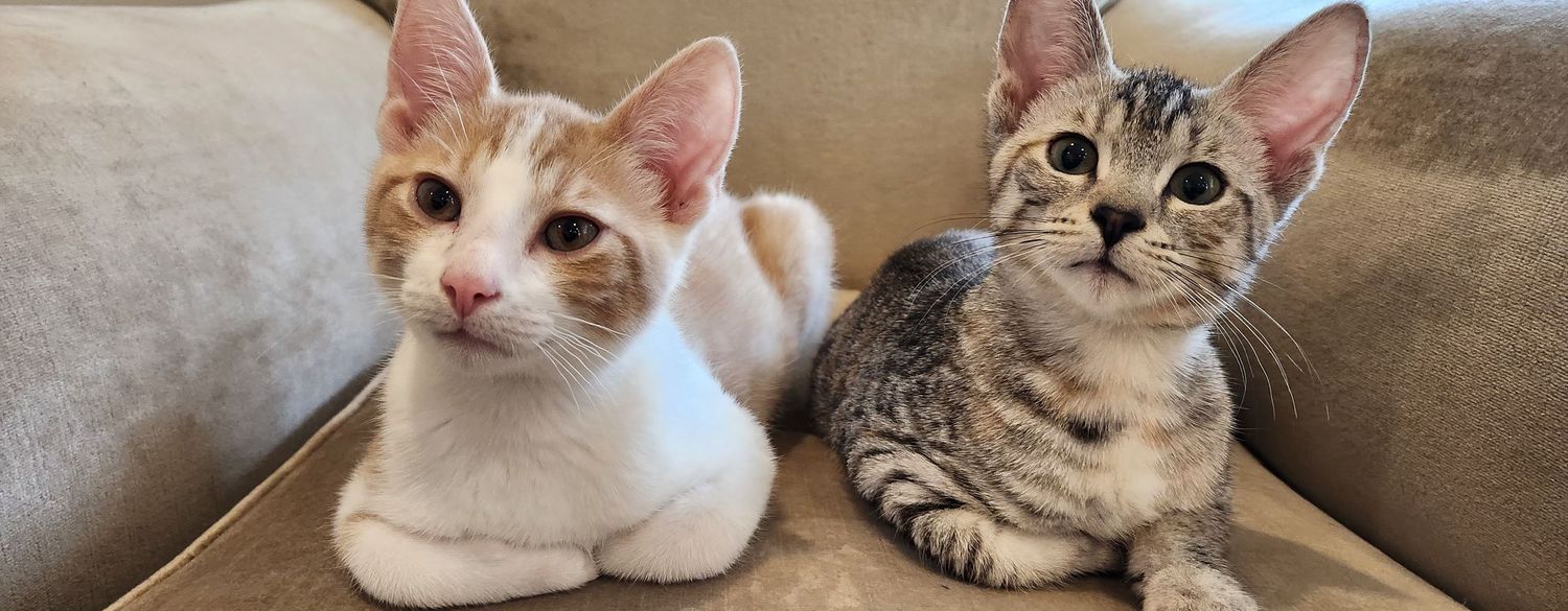 Two adorable kittens, one orange and white and one tabby, sitting together on a beige couch.