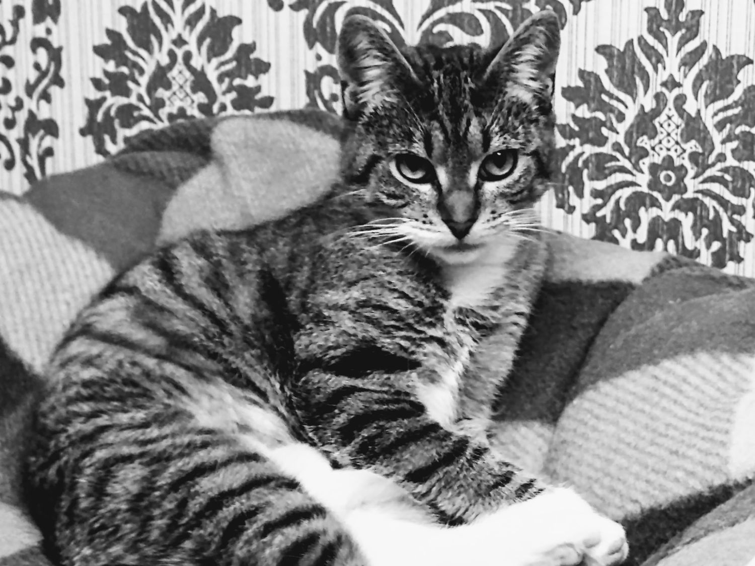 A tabby cat lounges on a couch with an elegant black and white damask pattern wallpaper in the background.