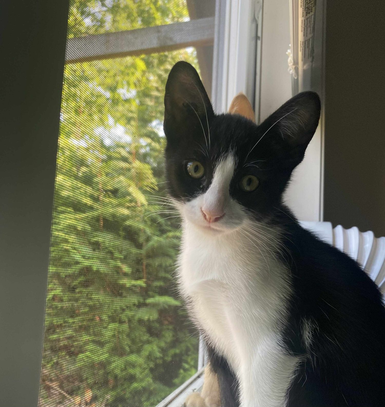 Black and white tuxedo cat sitting by a window with trees visible outside.