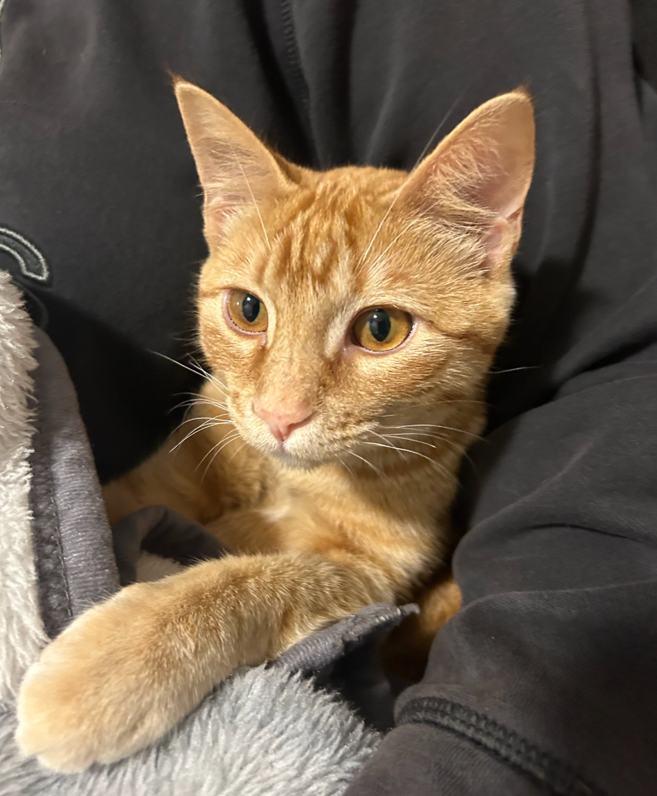 Ginger cat with striking golden eyes resting on grey and black textiles.