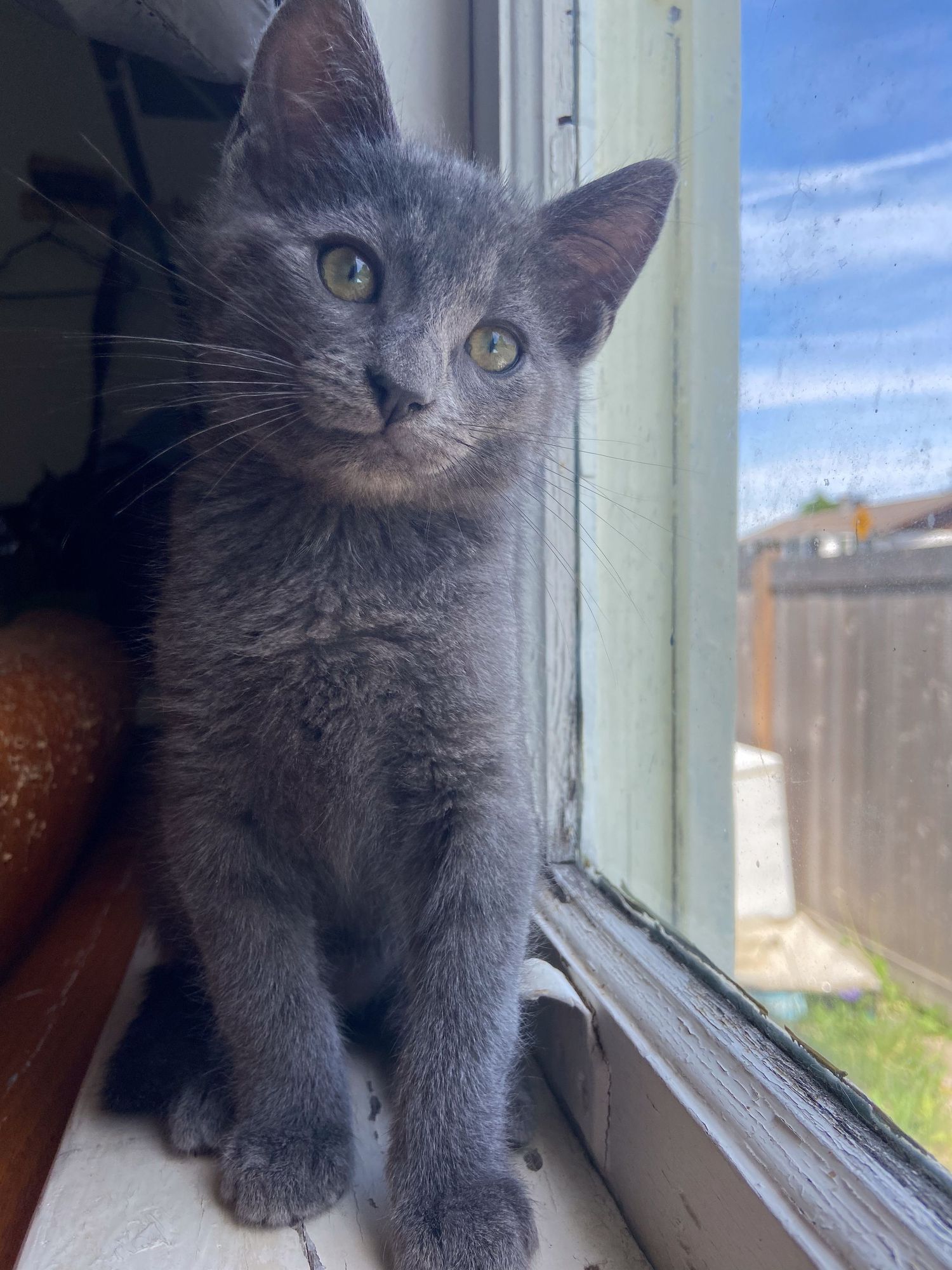 Grey kitten sitting on windowsill with blue sky visible through window.