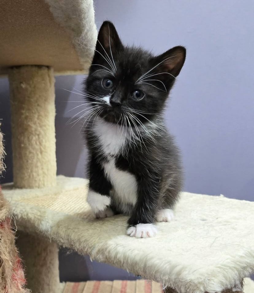 Black and white cat perches on white carpeted cat tree platform against purple wall.