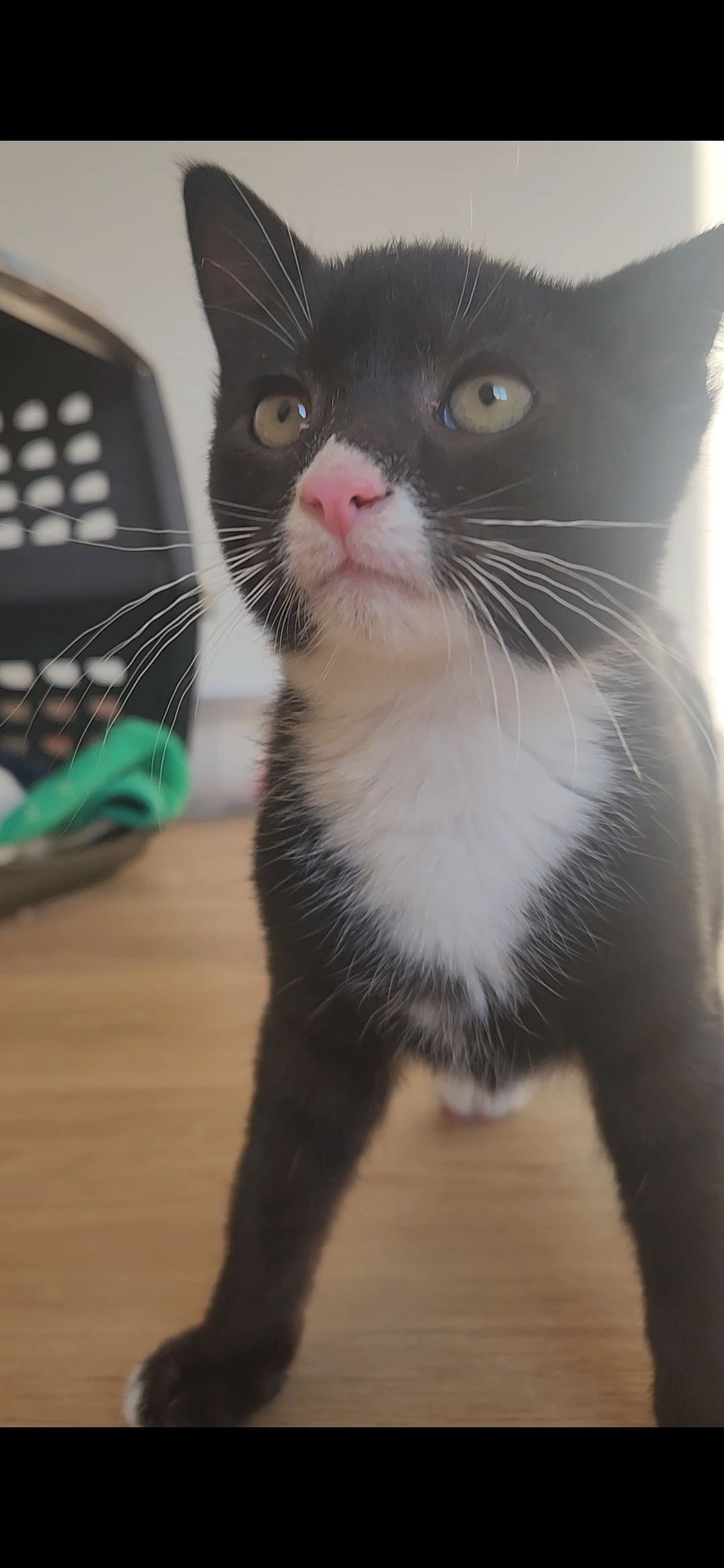 Black and white cat with pink nose looks up at camera on wooden surface.