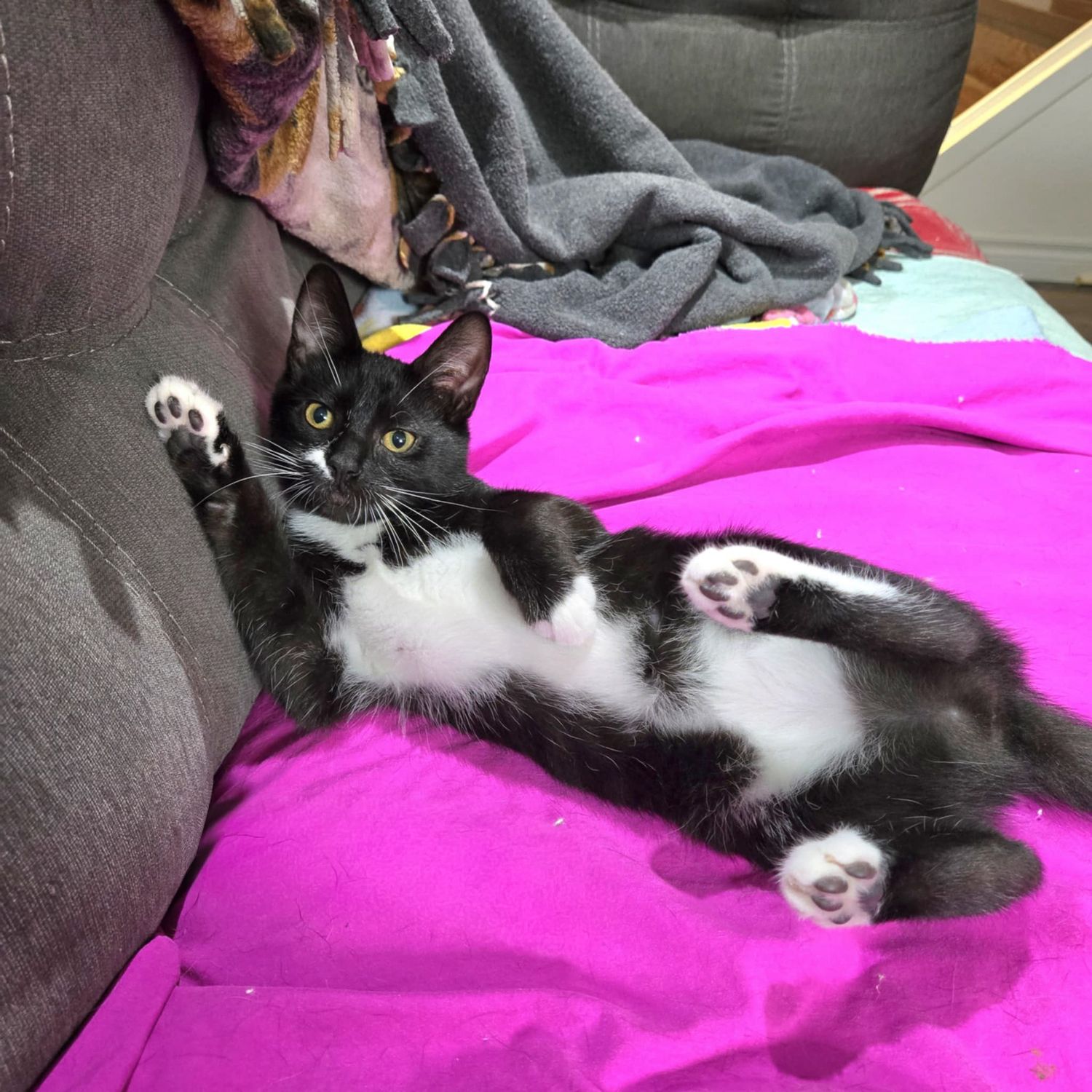 Black and white cat lounging on bright pink bedding while stretching out playfully.