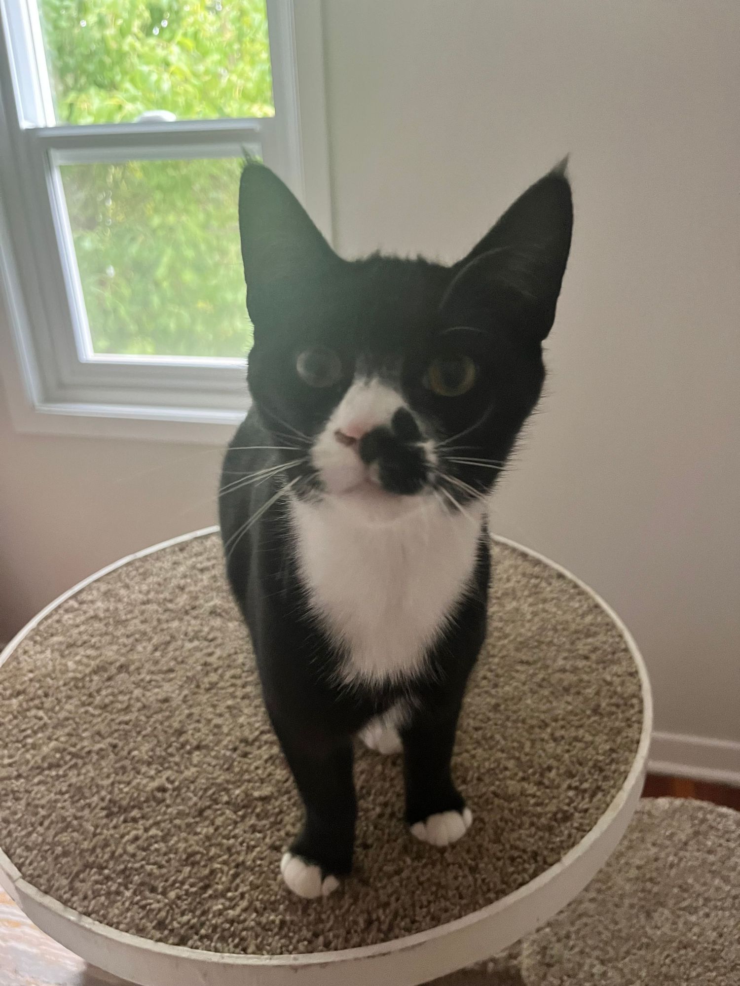 A black and white cat peers down curiously from a round cat tree perch with beige carpeting.