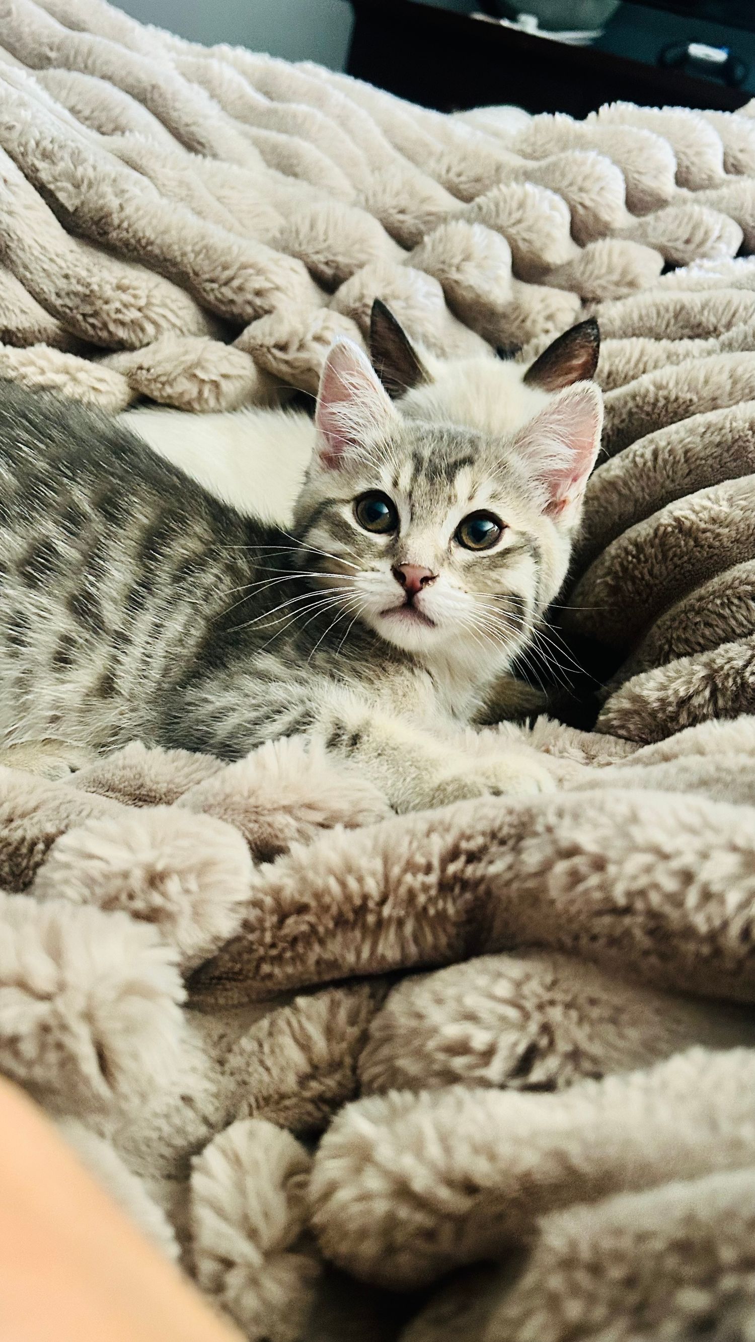 A tiny gray tabby kitten with blue eyes resting comfortably on a soft fluffy beige blanket.