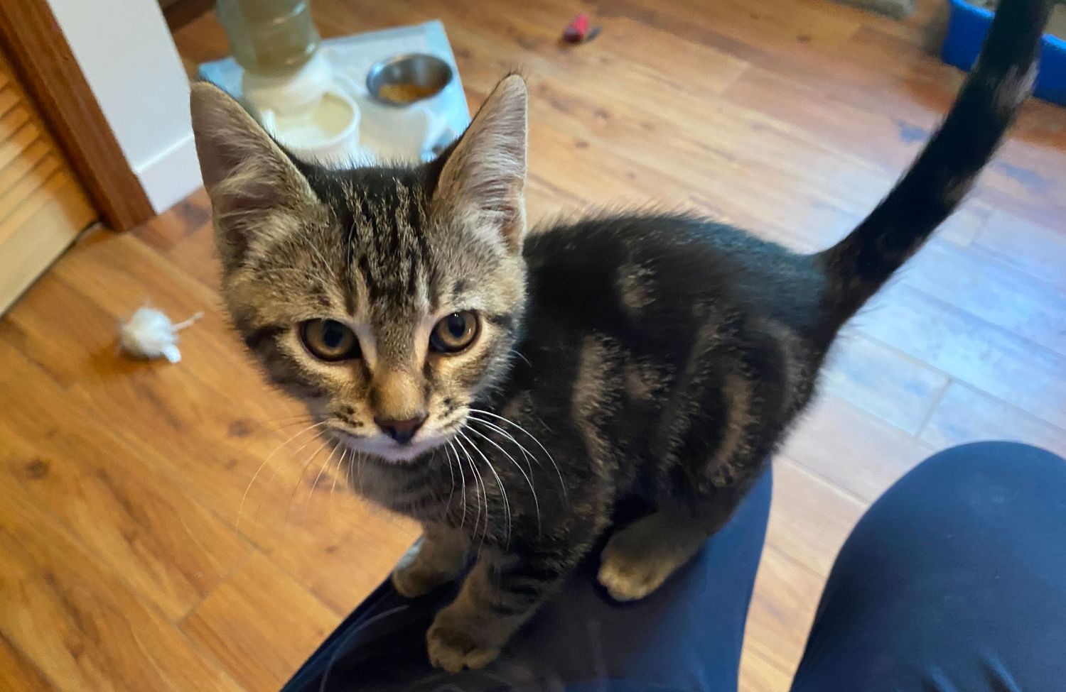 Adorable tabby kitten with striped markings sitting on a person's lap on hardwood floors.
