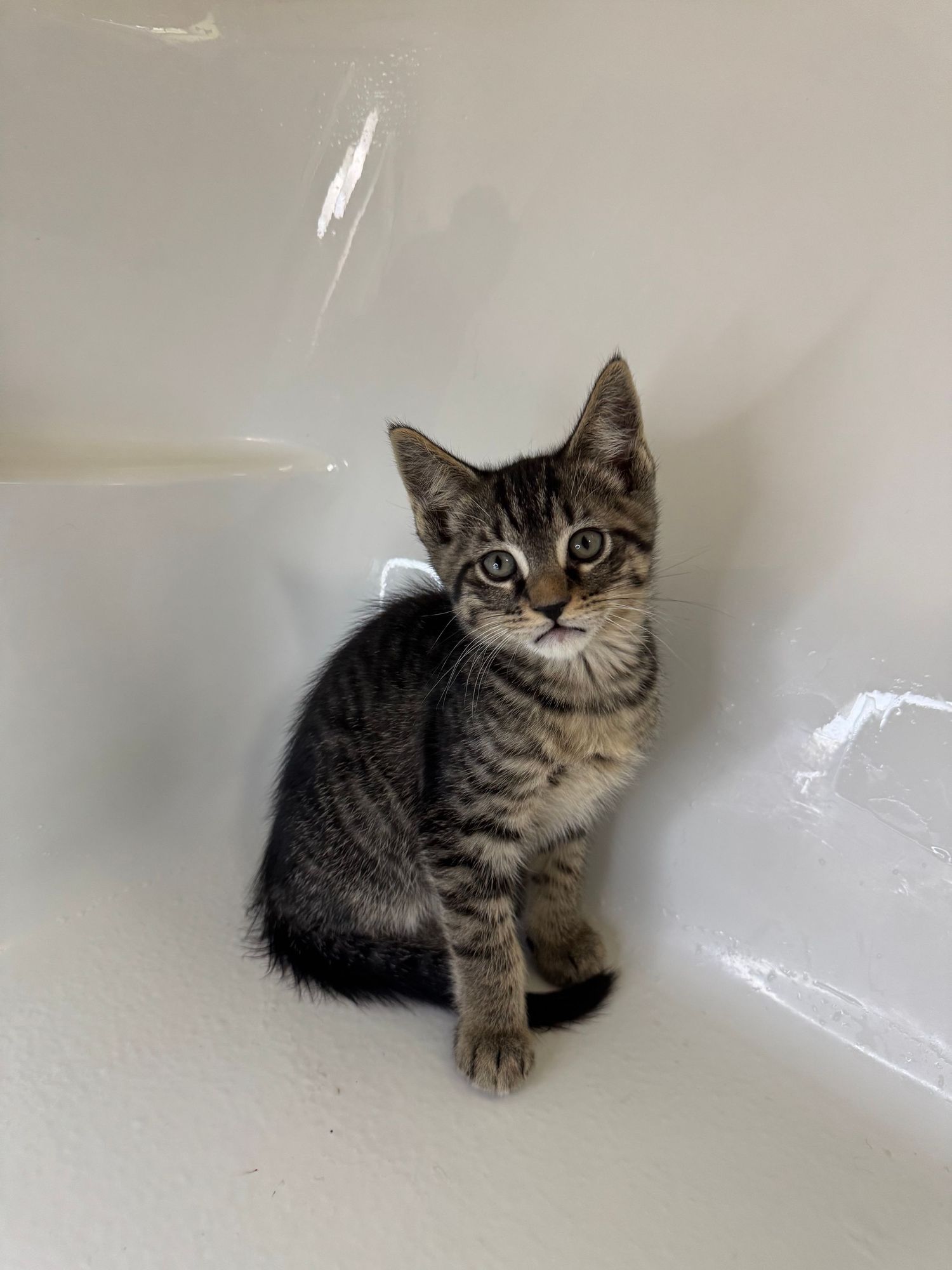 A tiny tabby kitten with striped markings sits inside a white bathtub, looking curiously at the camera.