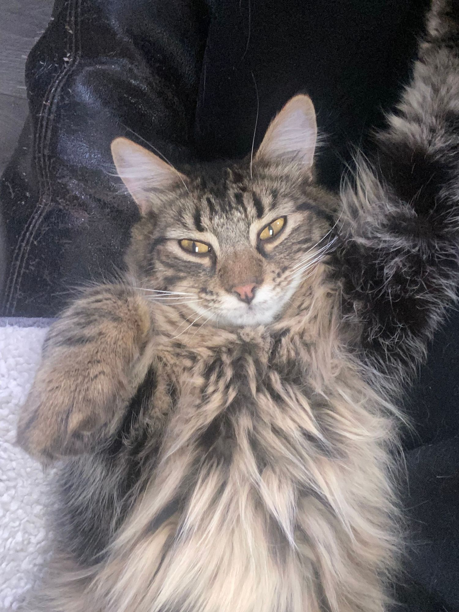 Fluffy long-haired tabby cat with golden eyes sitting upright on a couch, showing off its thick striped fur coat.