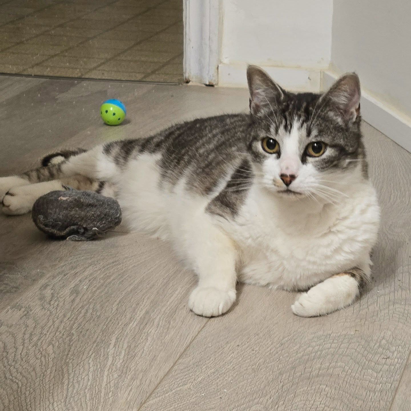 Gray and white tabby cat resting on a light wood floor with a small green toy mouse visible in the background.