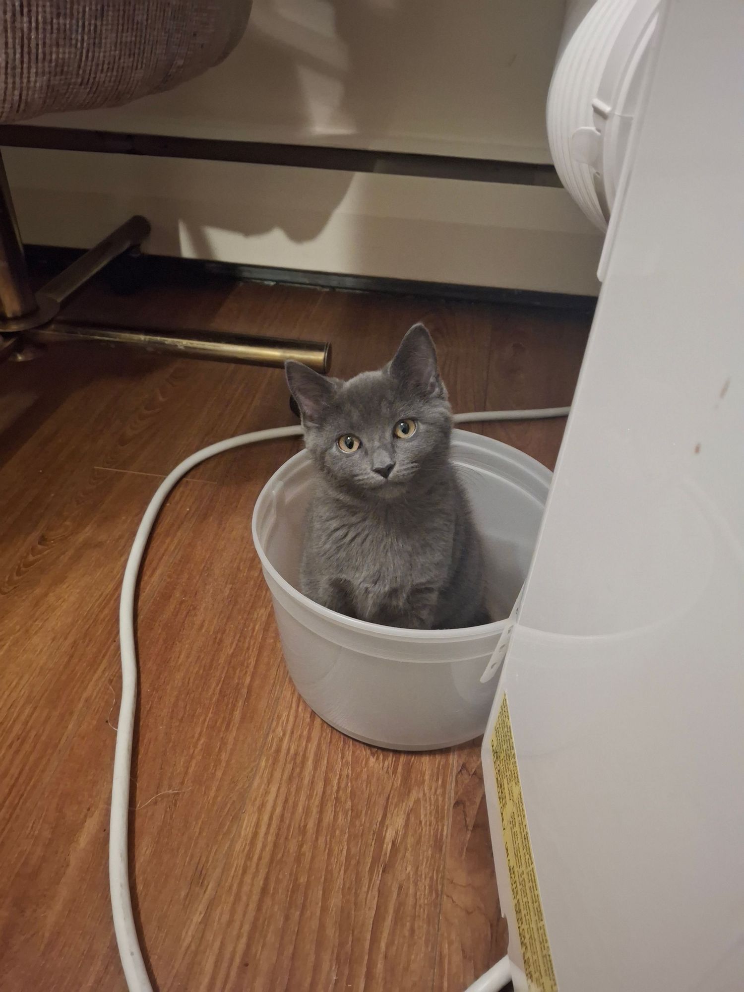 Gray kitten with yellow-green eyes sitting inside a white plastic tub on a hardwood floor beside a white cord and appliance.