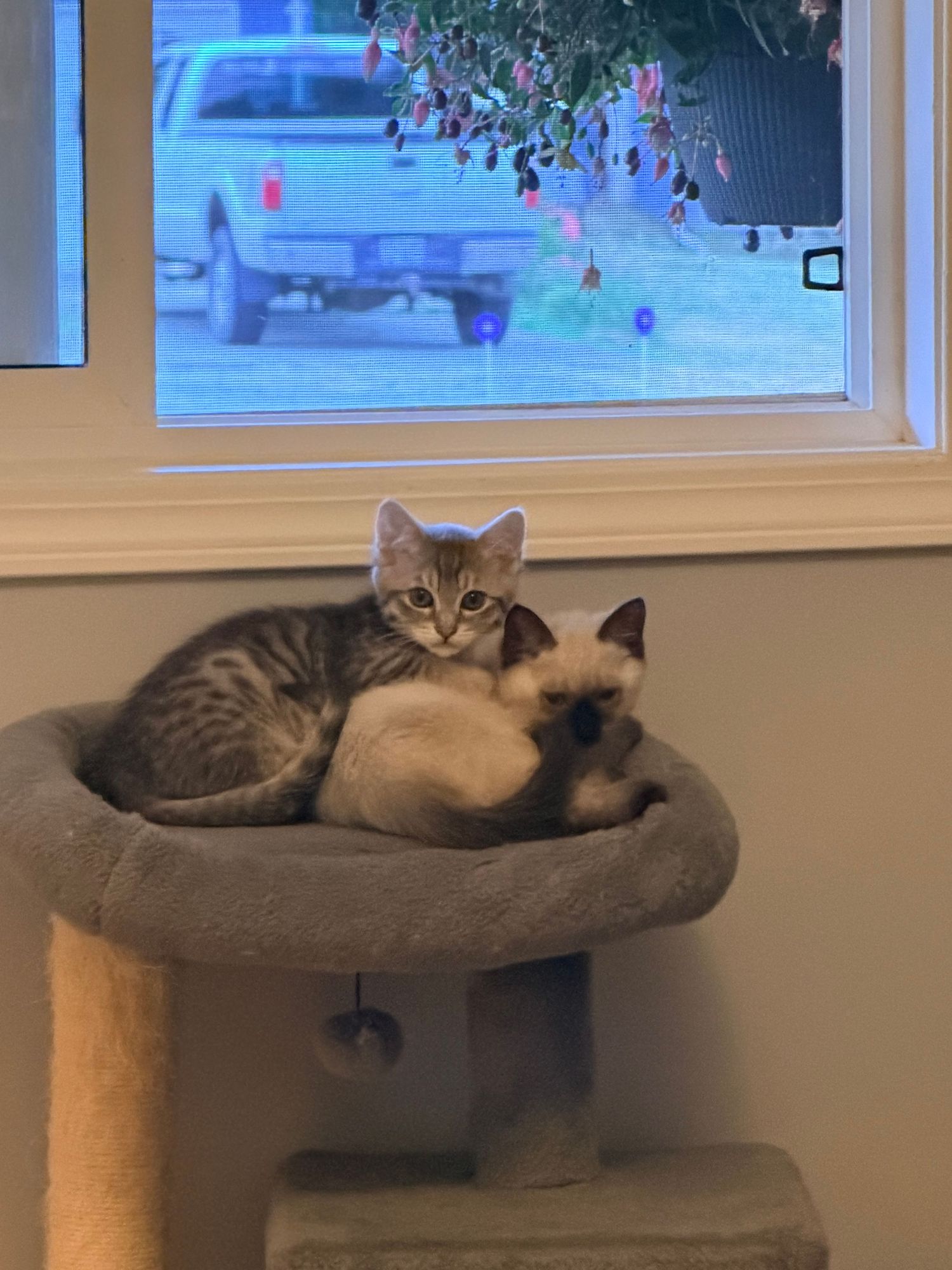 Two adorable kittens cuddling together in a gray cat tree bed near a sunlit window.