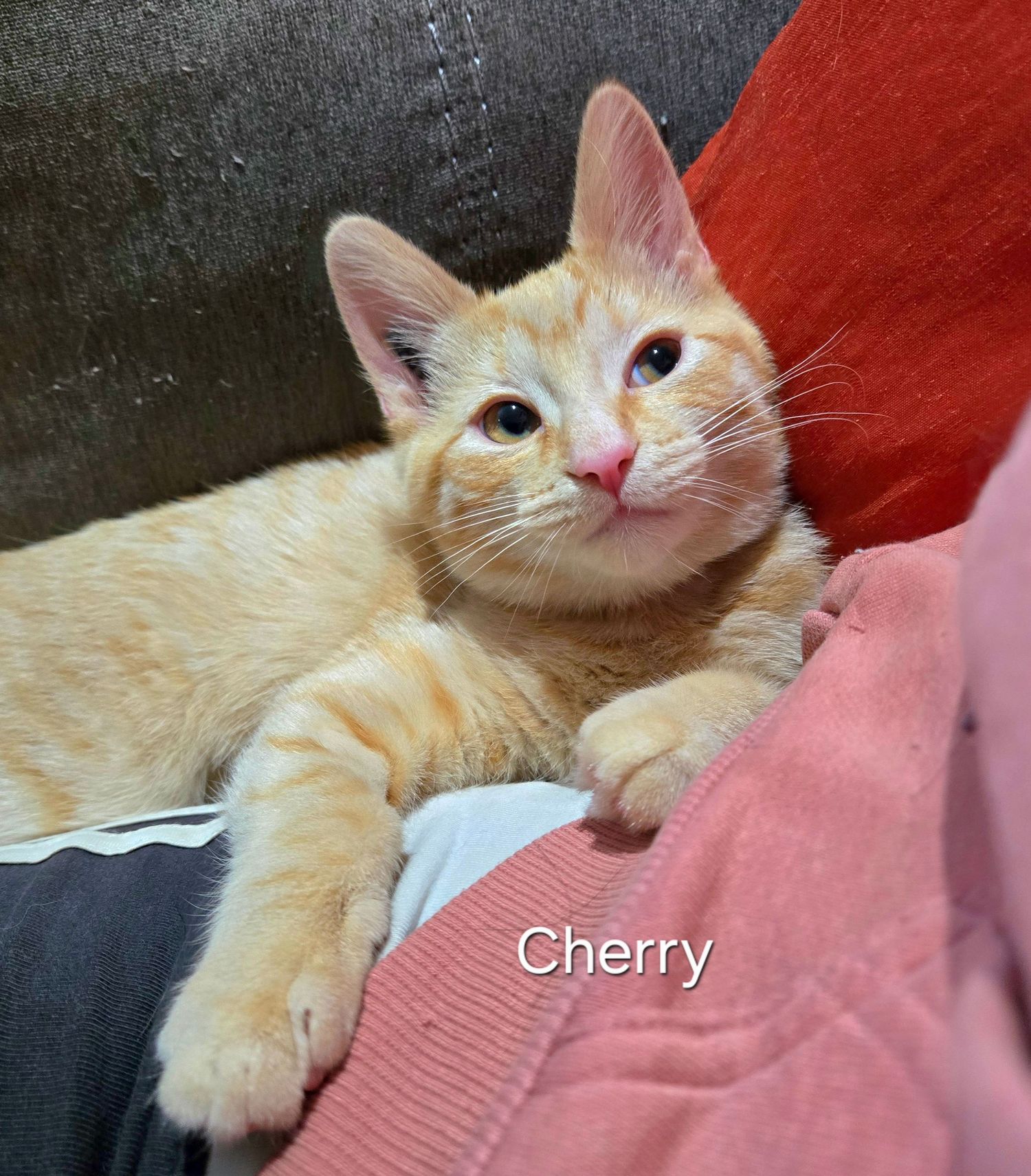 Orange tabby kitten named Cherry resting on a couch, looking at the camera with bright eyes.
