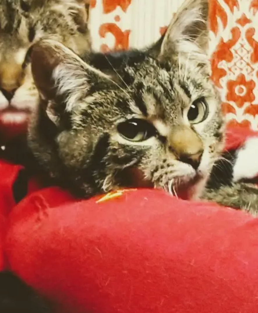 A tabby cat with green eyes peers over a red cushion against a white and orange patterned wallpaper background.