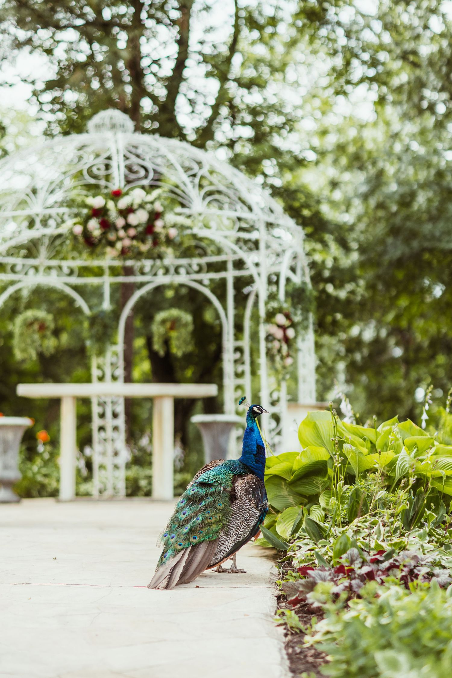 A peacock stands near a white garden gazebo surrounded by lush greenery.