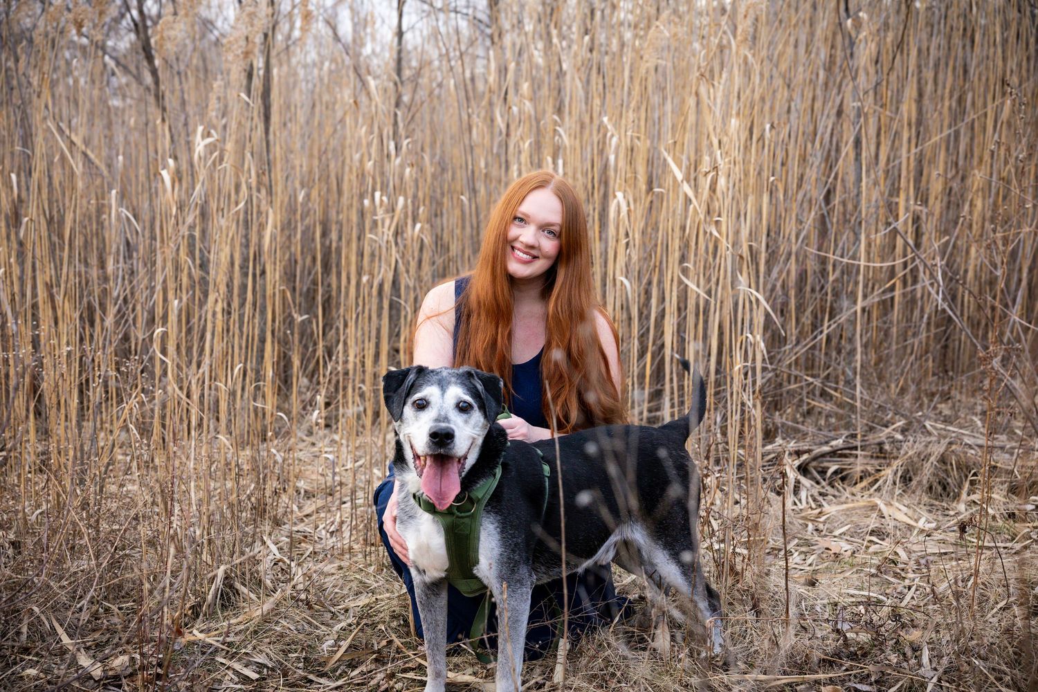 A dog and person walk through tall brown reeds in a winter forest setting.