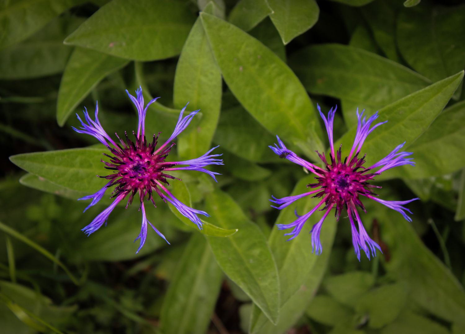 Two purple flowers in Germany
