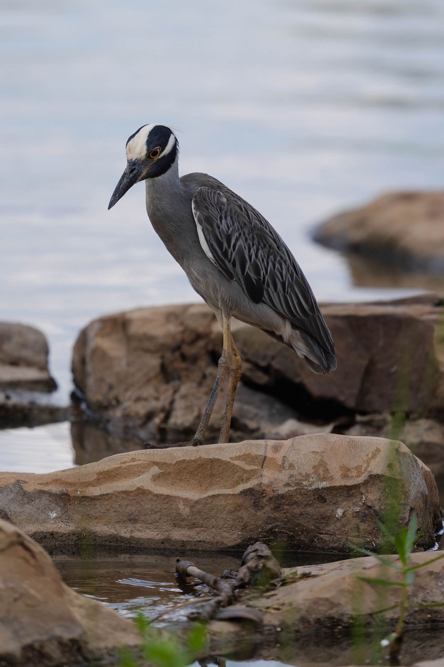 Yellow-crowned night heron in the Arkansas River in Tulsa, Oklahoma