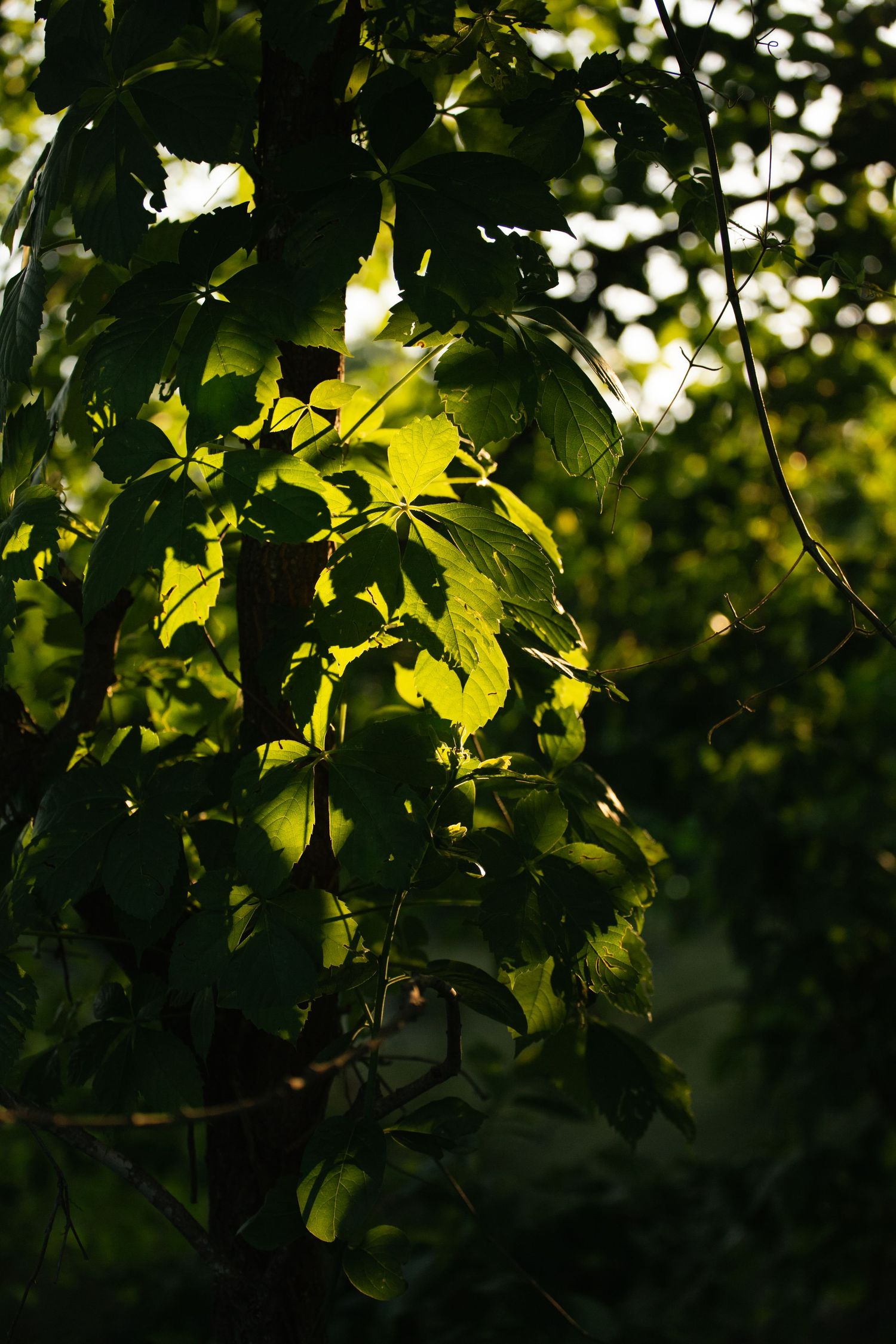 Leaves on a tree at Oxley Nature Center in Tulsa, Oklahoma