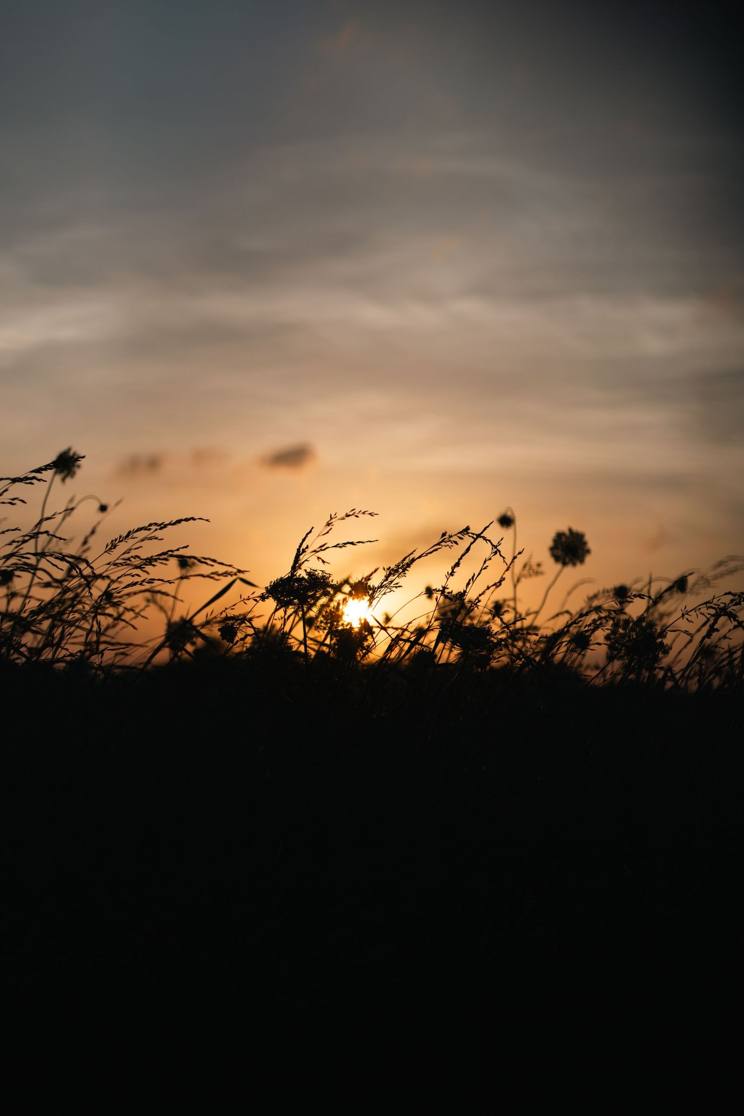 Sunset with waving grass in Tulsa, Oklahoma