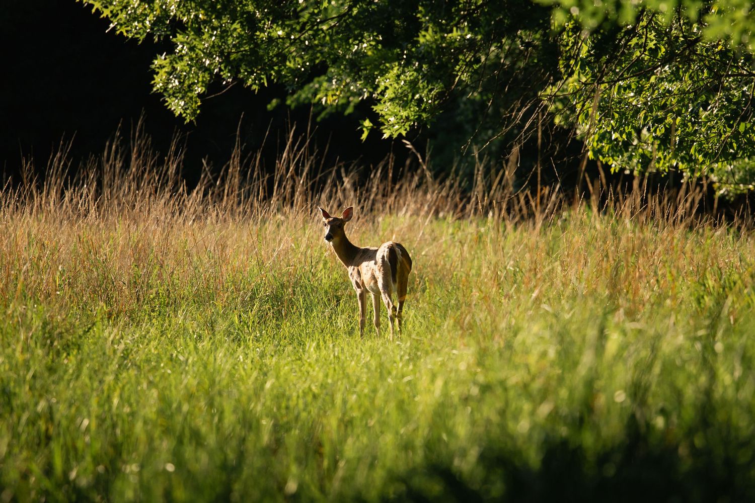 A deer in an open field at Oxley Nature Center in Tulsa, Oklahoma