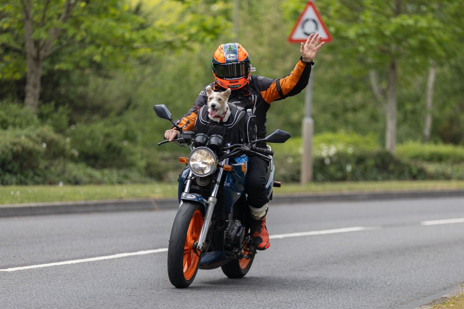 a biker waving to the camera, mid ride, with a dog sat in front of him. Biker dressed in orange to match his bike.