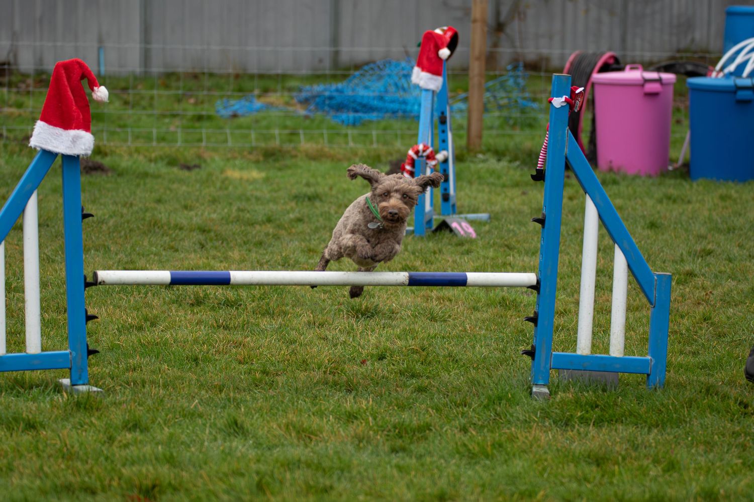 dog jumping over a bar