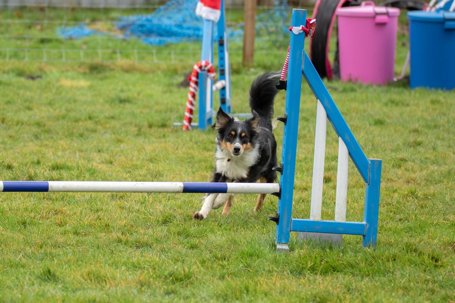 dog jumping over a bar