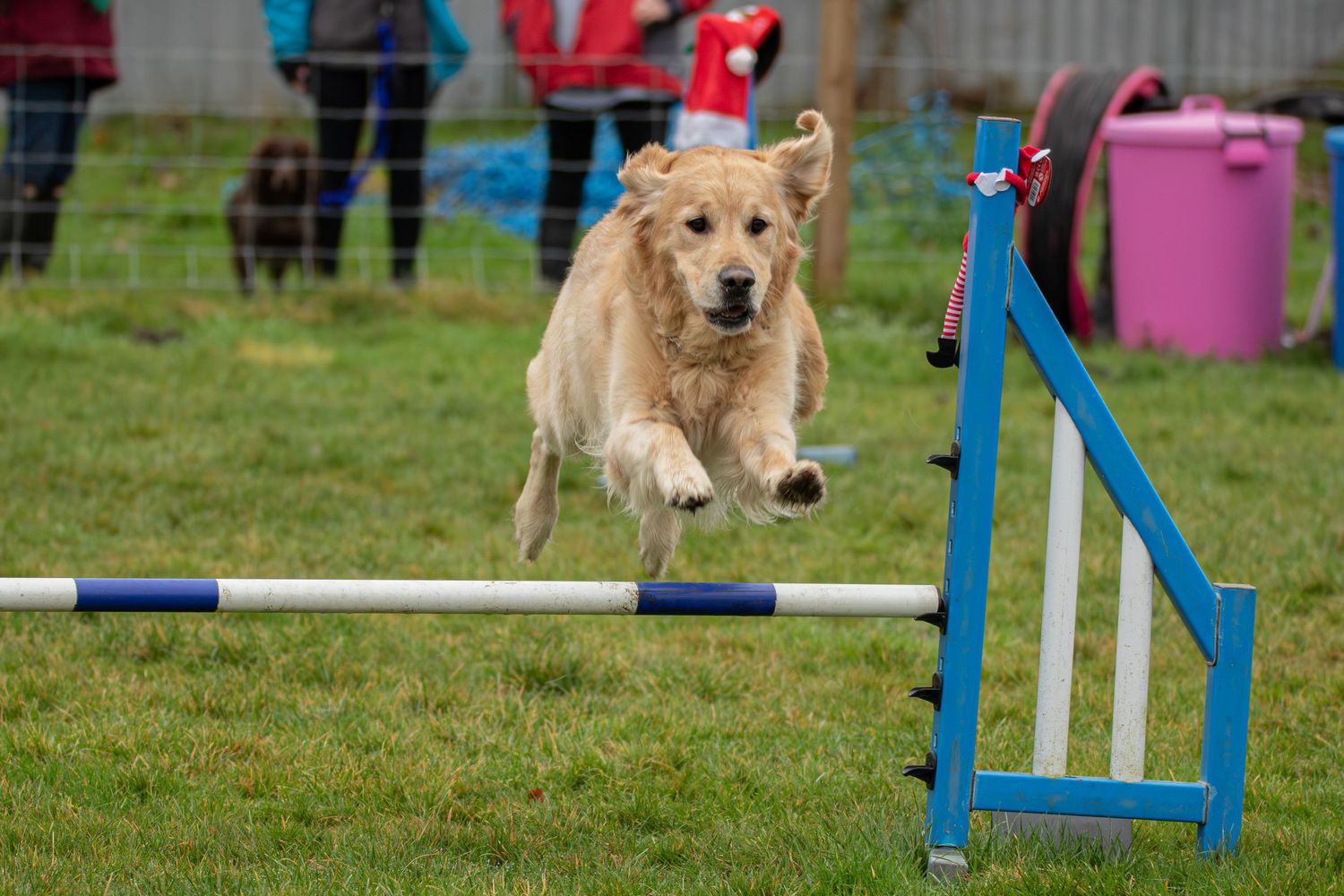 dog jumping over a bar