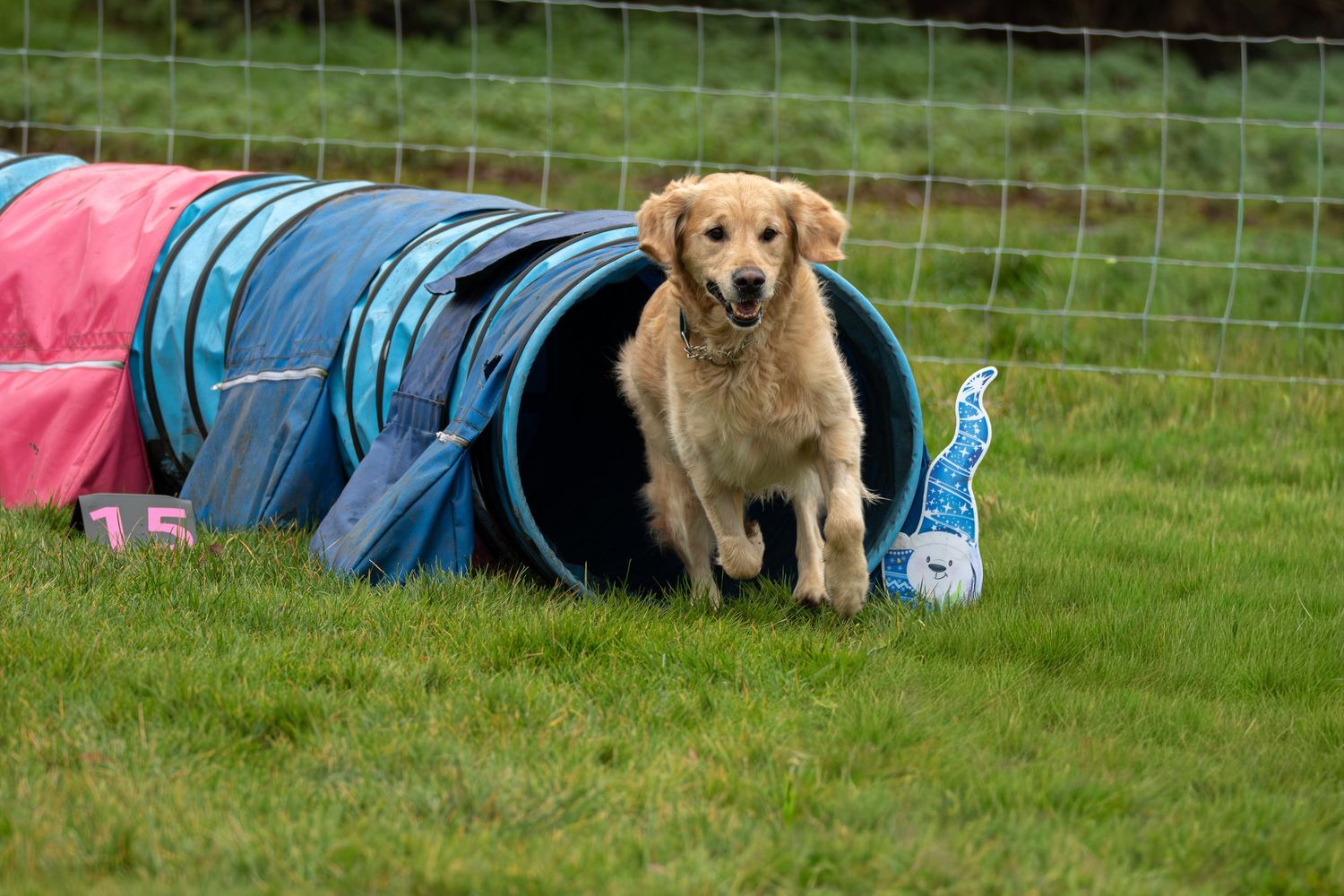 dog coming out a tunnel