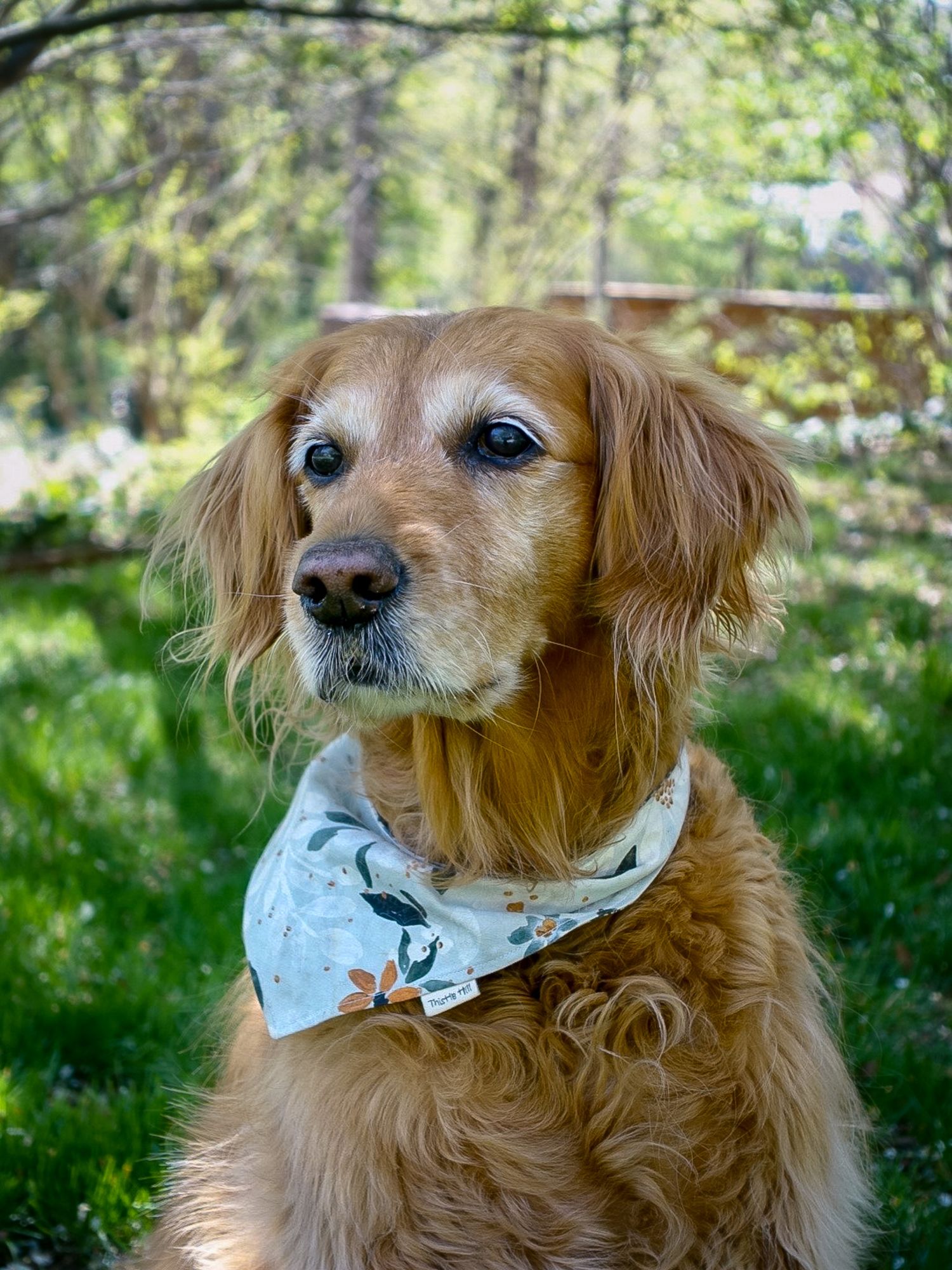 Dog bandana.