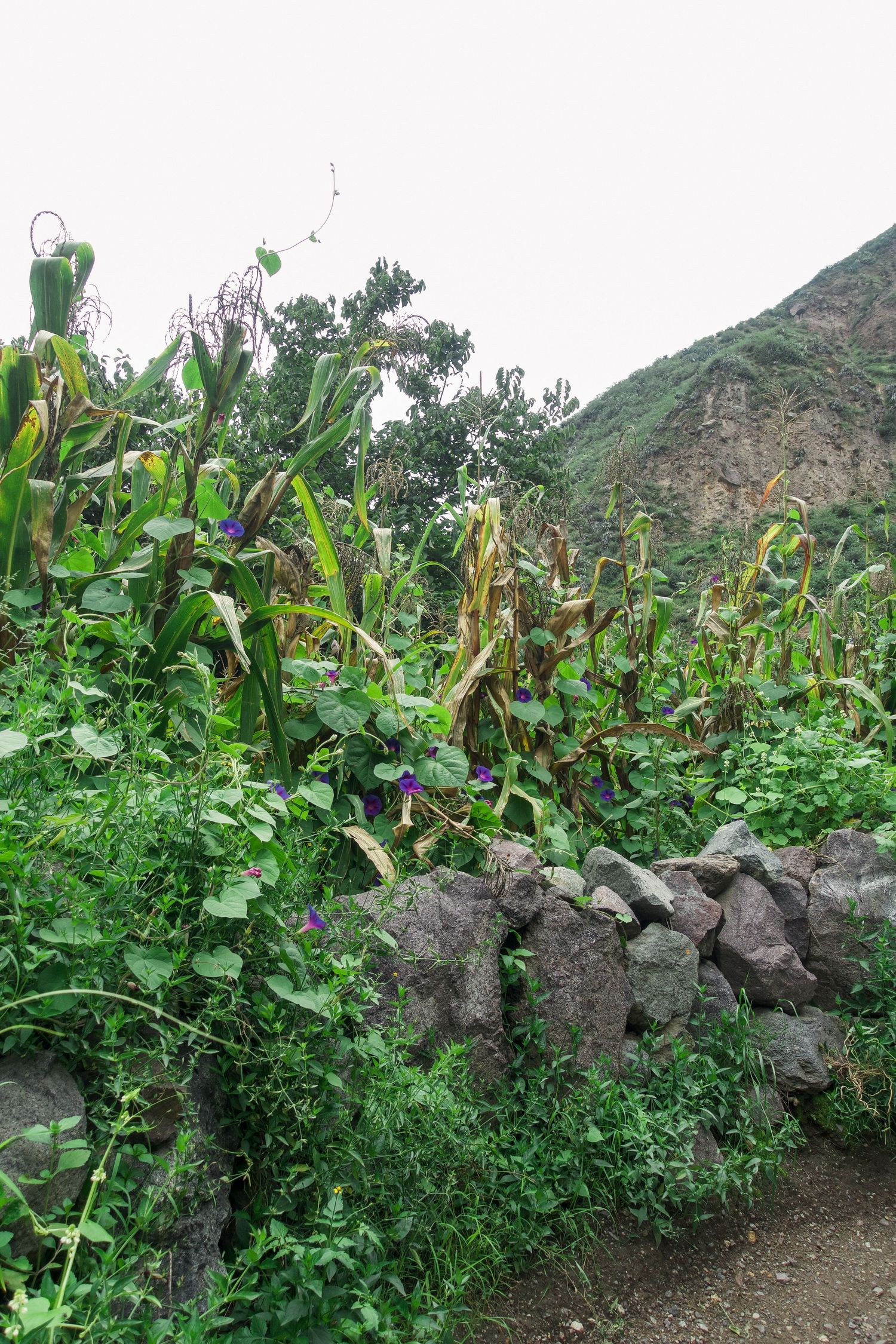Stone wall bordered by lush green plants, purple flowers, and tall corn stalks with a rocky hillside in the background.