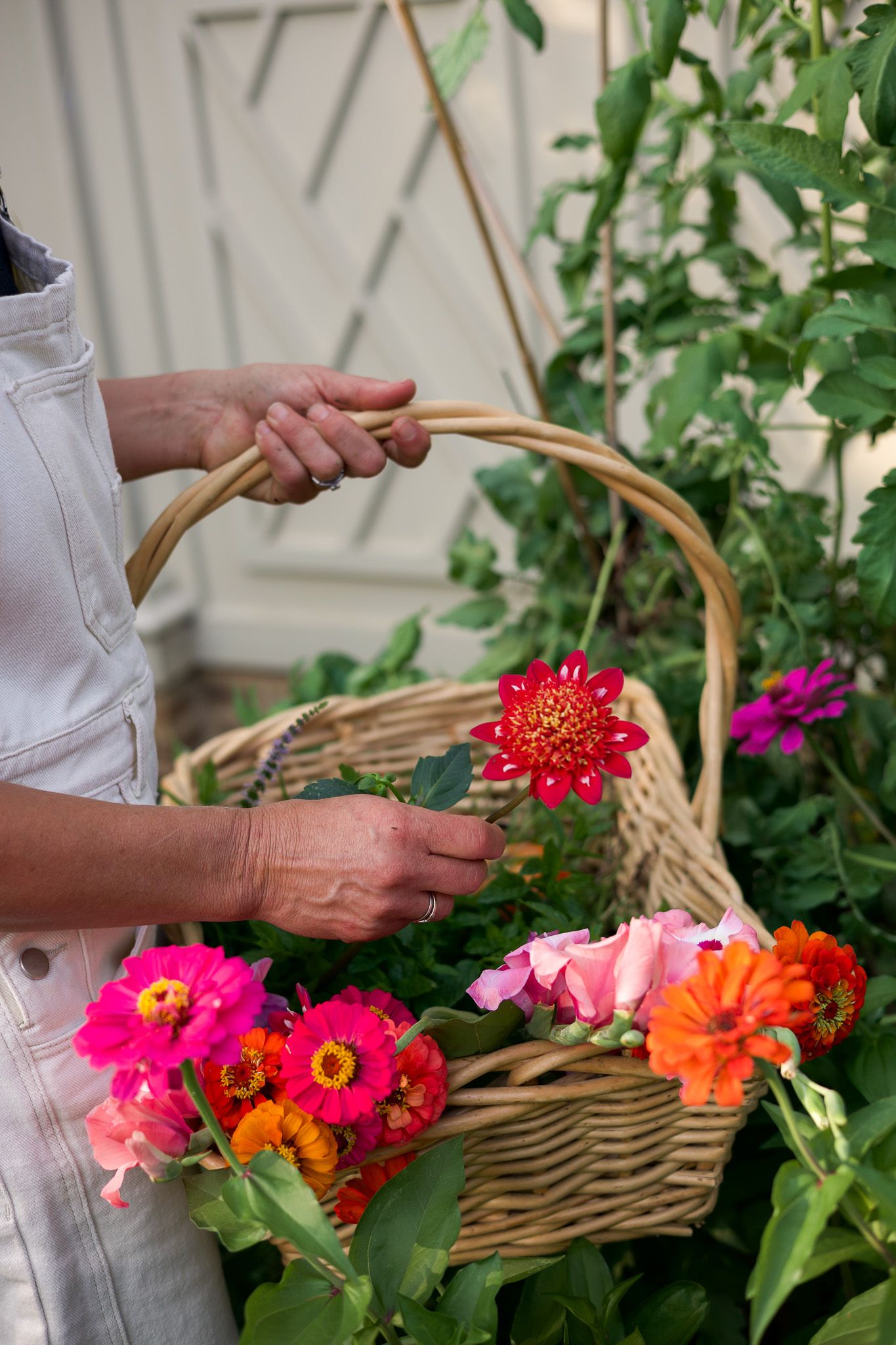 Person holding a wicker basket filled with colorful zinnias and dahlias while gardening outdoors.