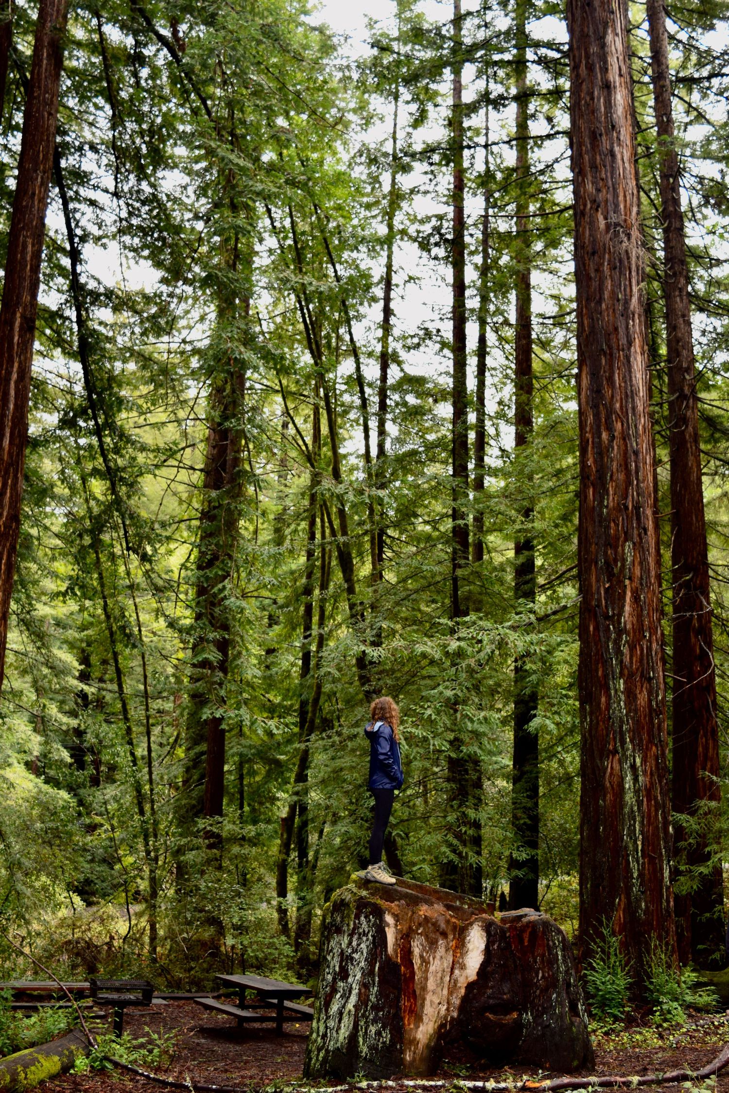 Child standing on a large redwood tree stump surrounded by towering redwood trees in a lush green forest.