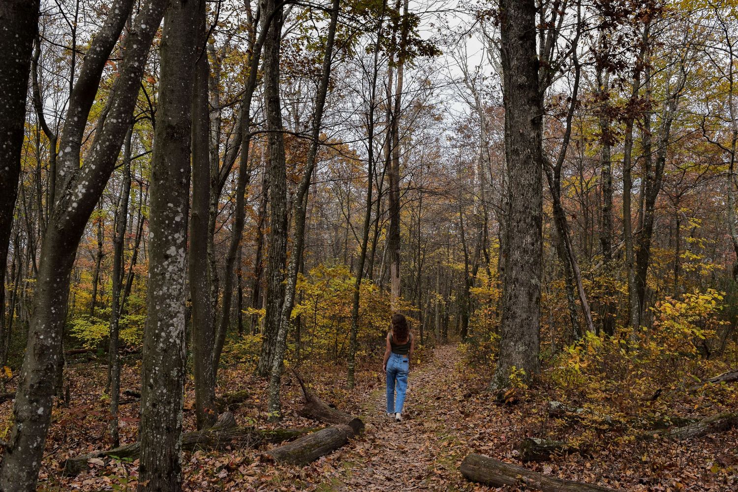 Woman hiking alone on a leaf-covered forest trail surrounded by tall trees with golden autumn foliage.