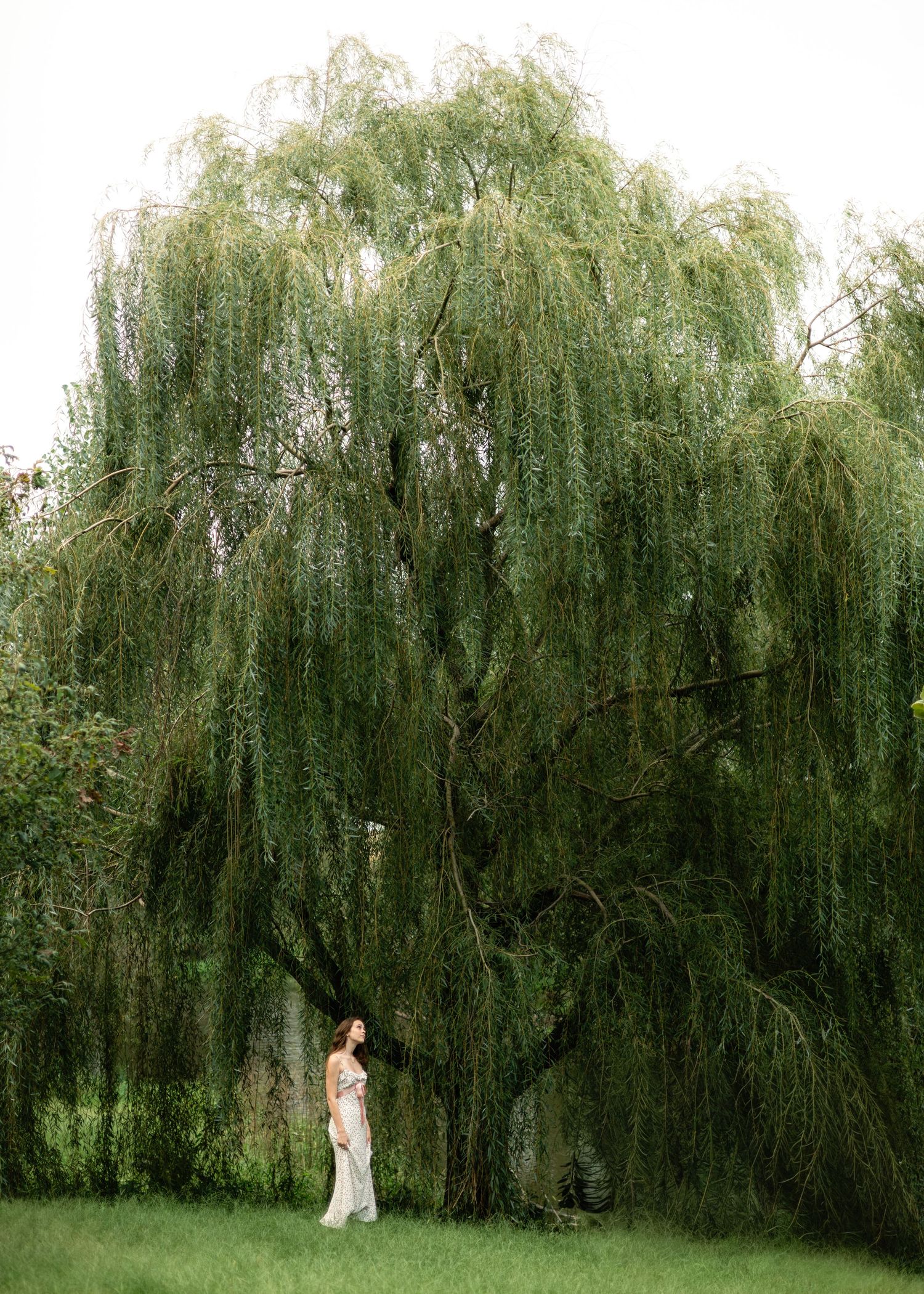 A woman in a long white dress stands on green grass beneath a large weeping willow tree with cascading branches.