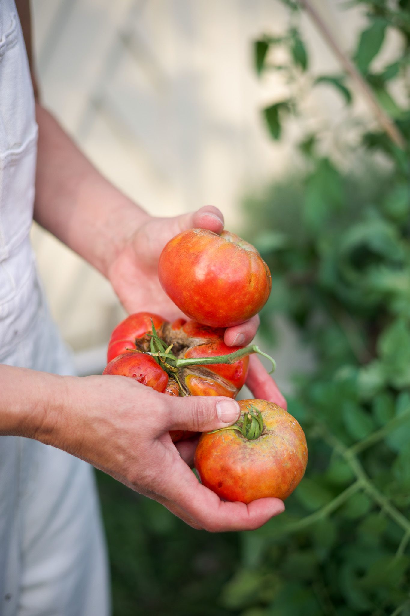 Hands holding freshly harvested ripe red heirloom tomatoes in a garden greenhouse setting.