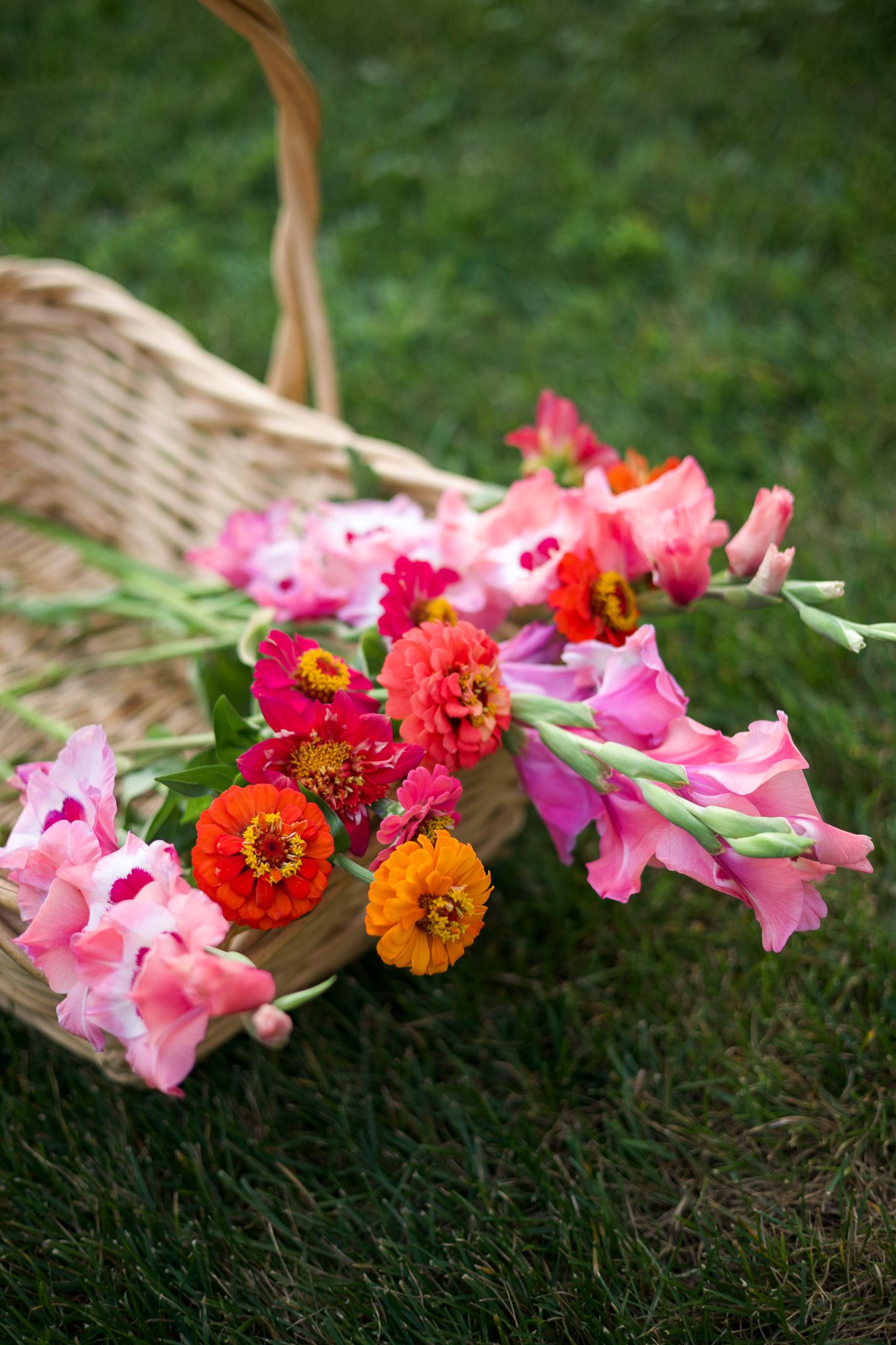 Wicker basket filled with colorful pink gladiolus and orange zinnia flowers lying on green grass.