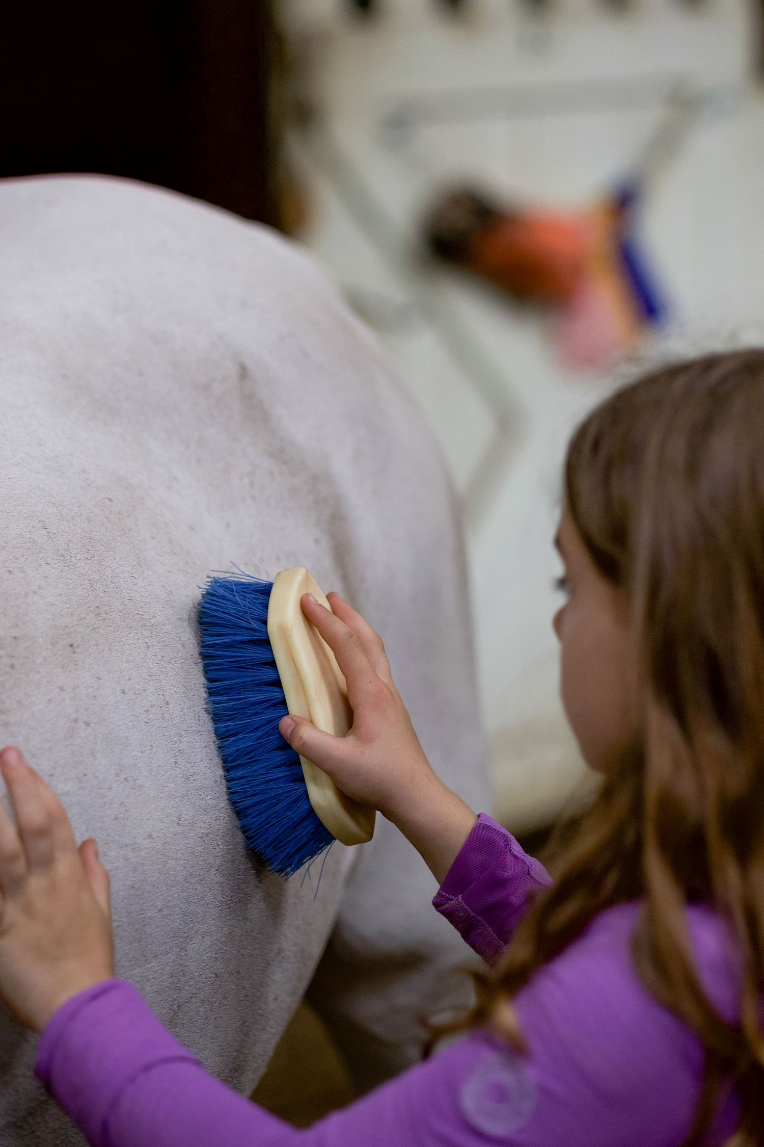 Young girl in purple shirt grooming a white horse with a blue brush in a stable.