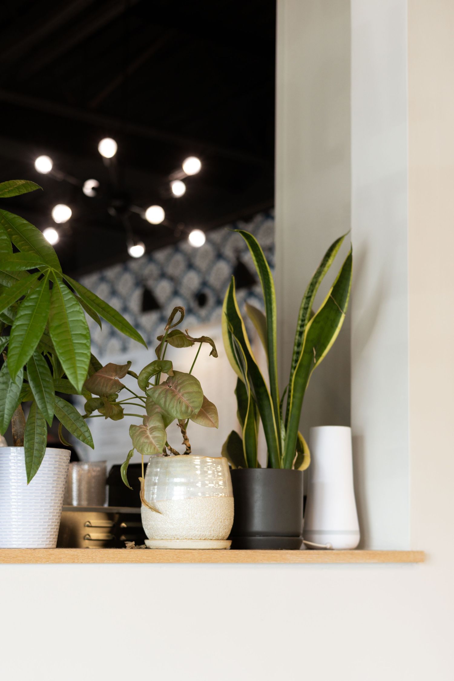 Wooden shelf with potted indoor plants including snake plant and pothos, with string lights visible in background.