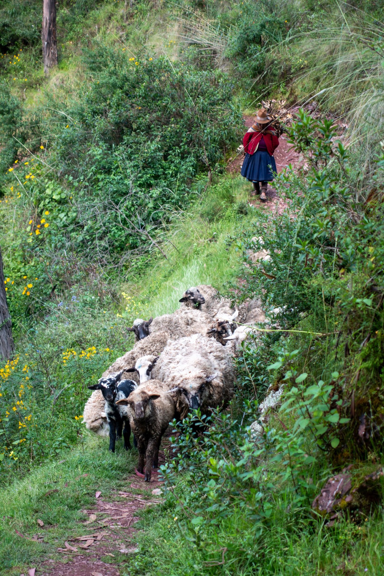 Sheep herding