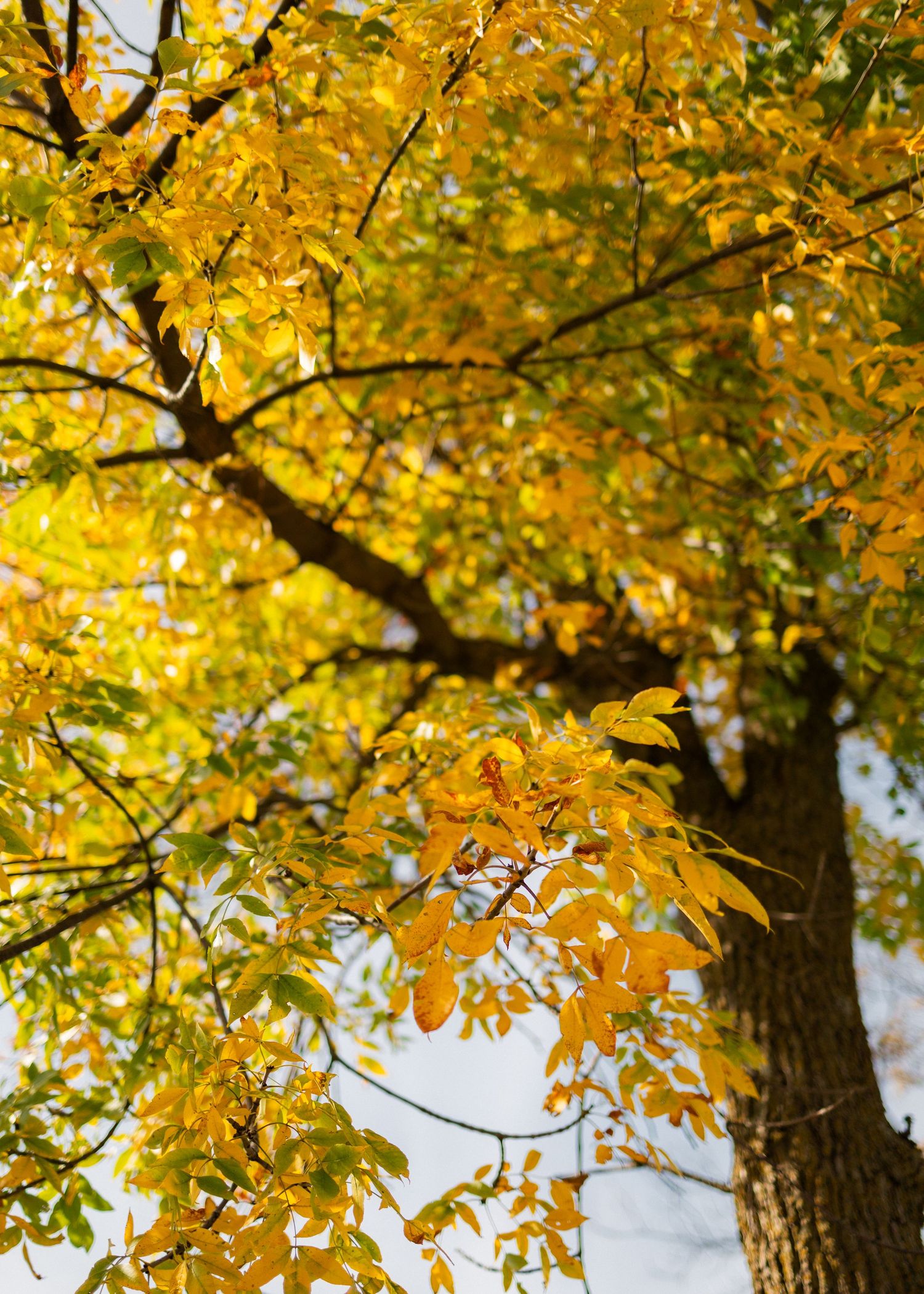 Vibrant autumn tree with golden yellow leaves against a bright sky, showcasing fall foliage colors.