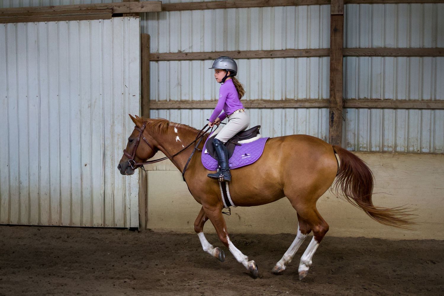 Female equestrian in purple riding a chestnut horse in an indoor arena.