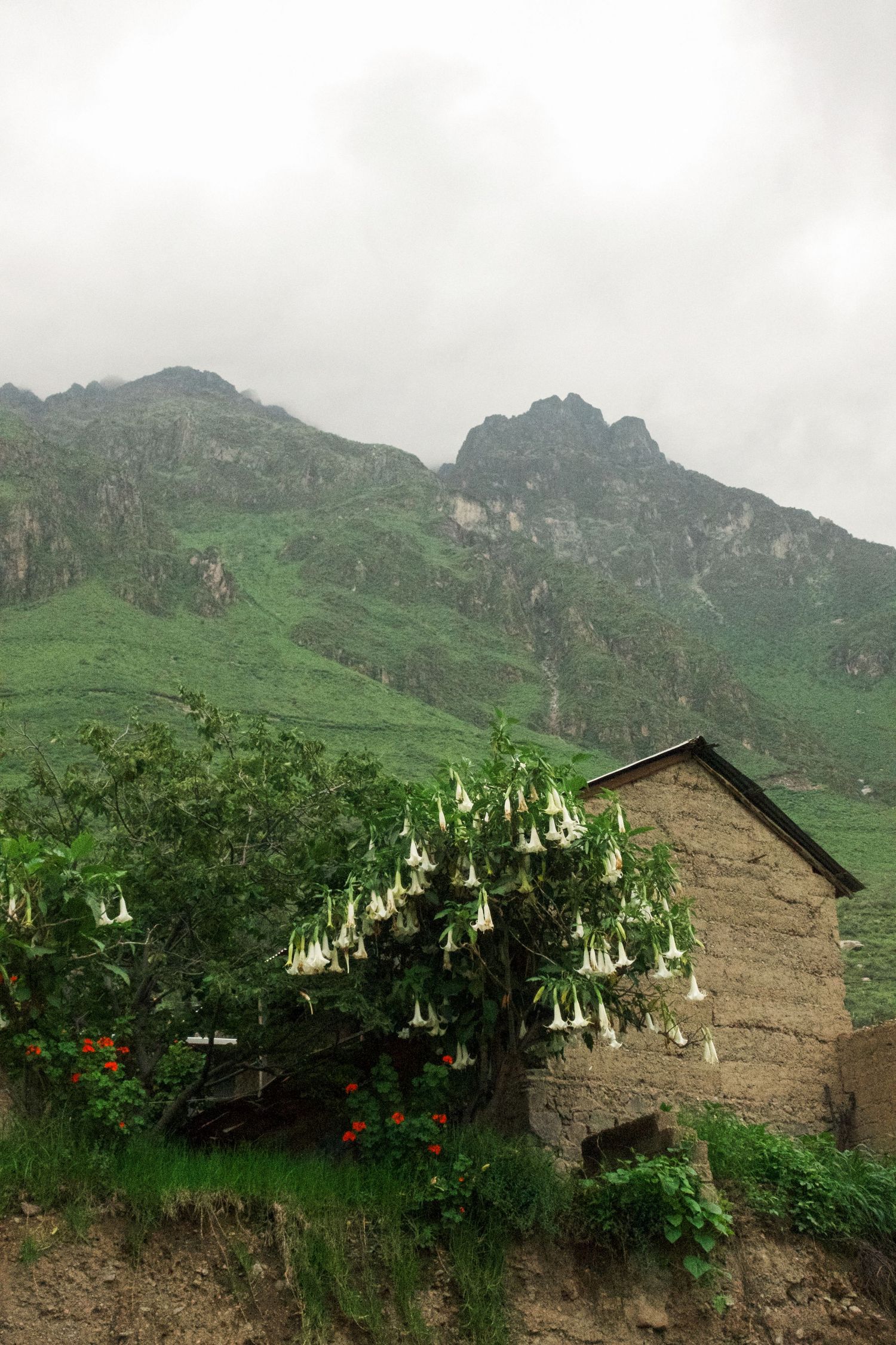 Stone cottage beside white angel trumpet flowers with misty green mountains in the background.