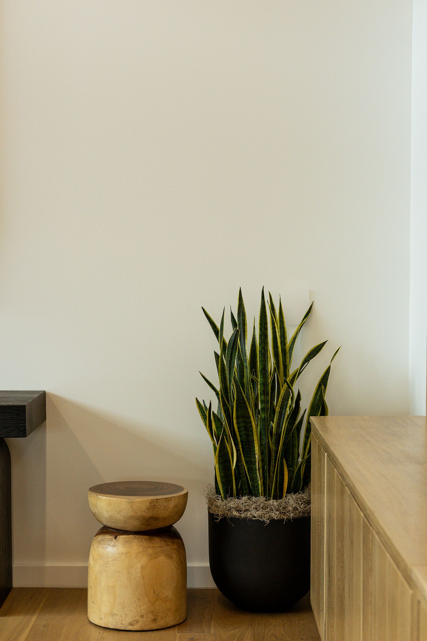 Snake plant in black pot beside wooden stool and cabinet against white wall on hardwood floor.