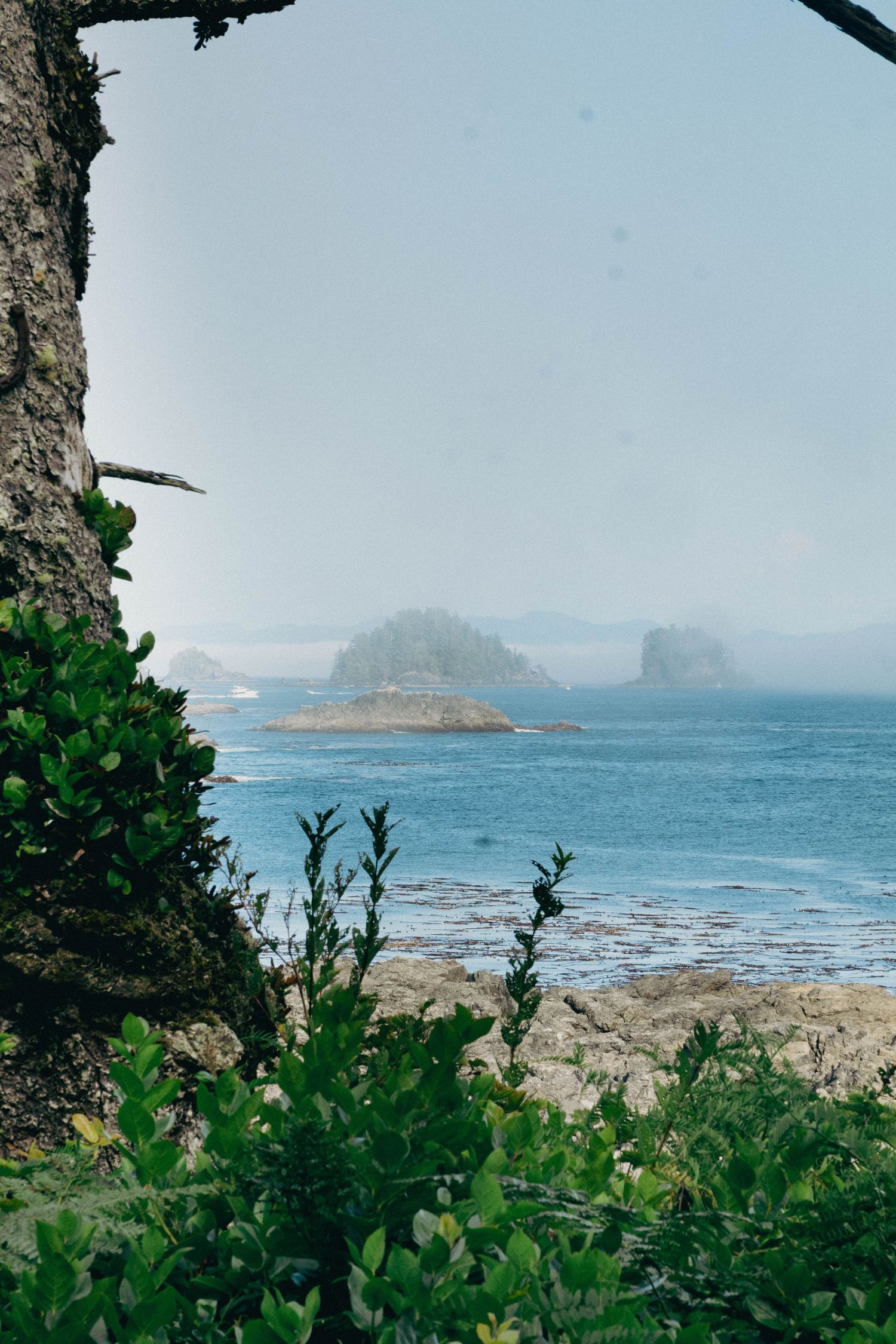 Rocky coastline with small forested islands emerging from blue ocean waters, framed by lush green shrubs and a tree trunk.