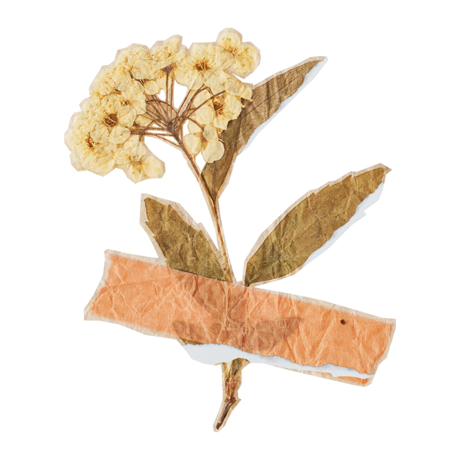 Pressed dried flower with cream blooms and green leaves secured with brown tape on white background.